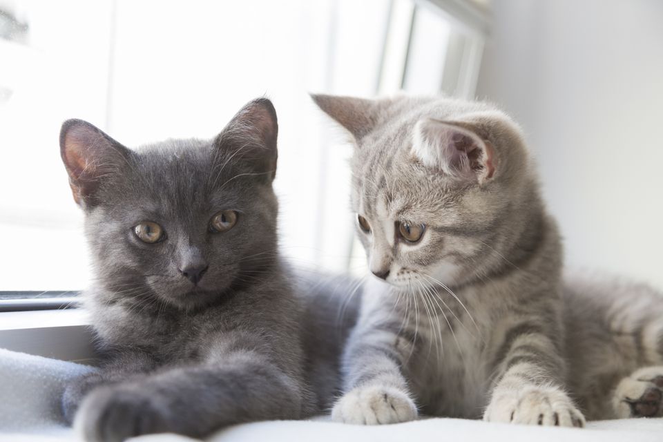 Two British Shorthair kittens, one gray and one tabby.