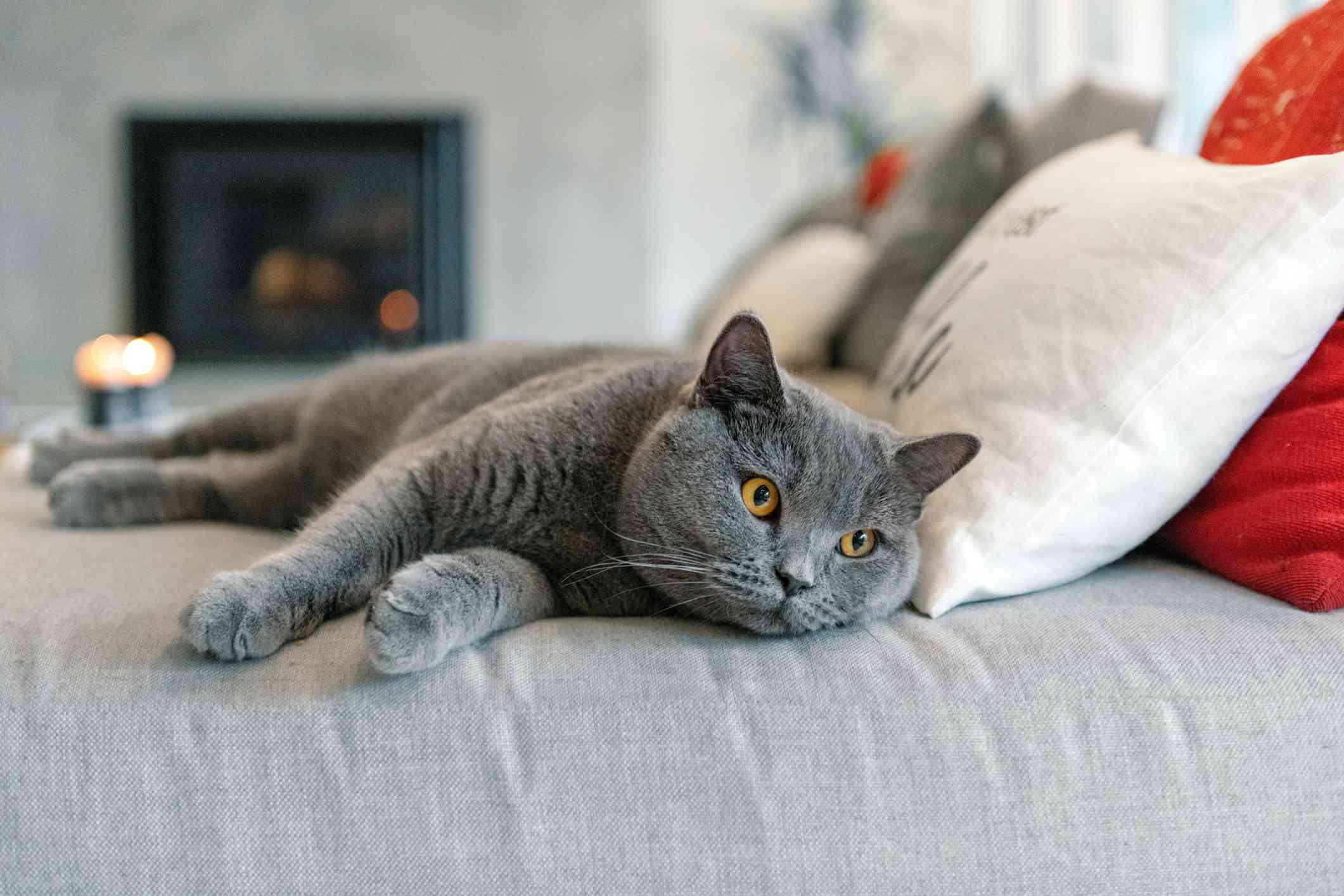 Gray British Shorthair cat lying on couch with eyes open.