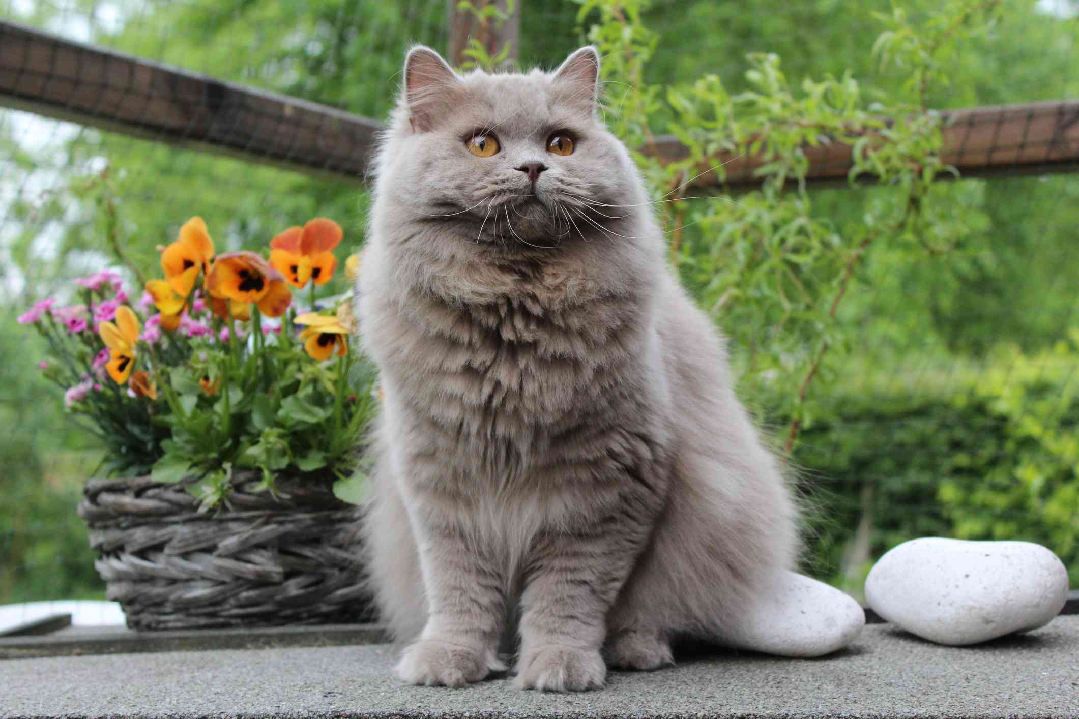 Gray British Longhair sitting outside in front of flowers.