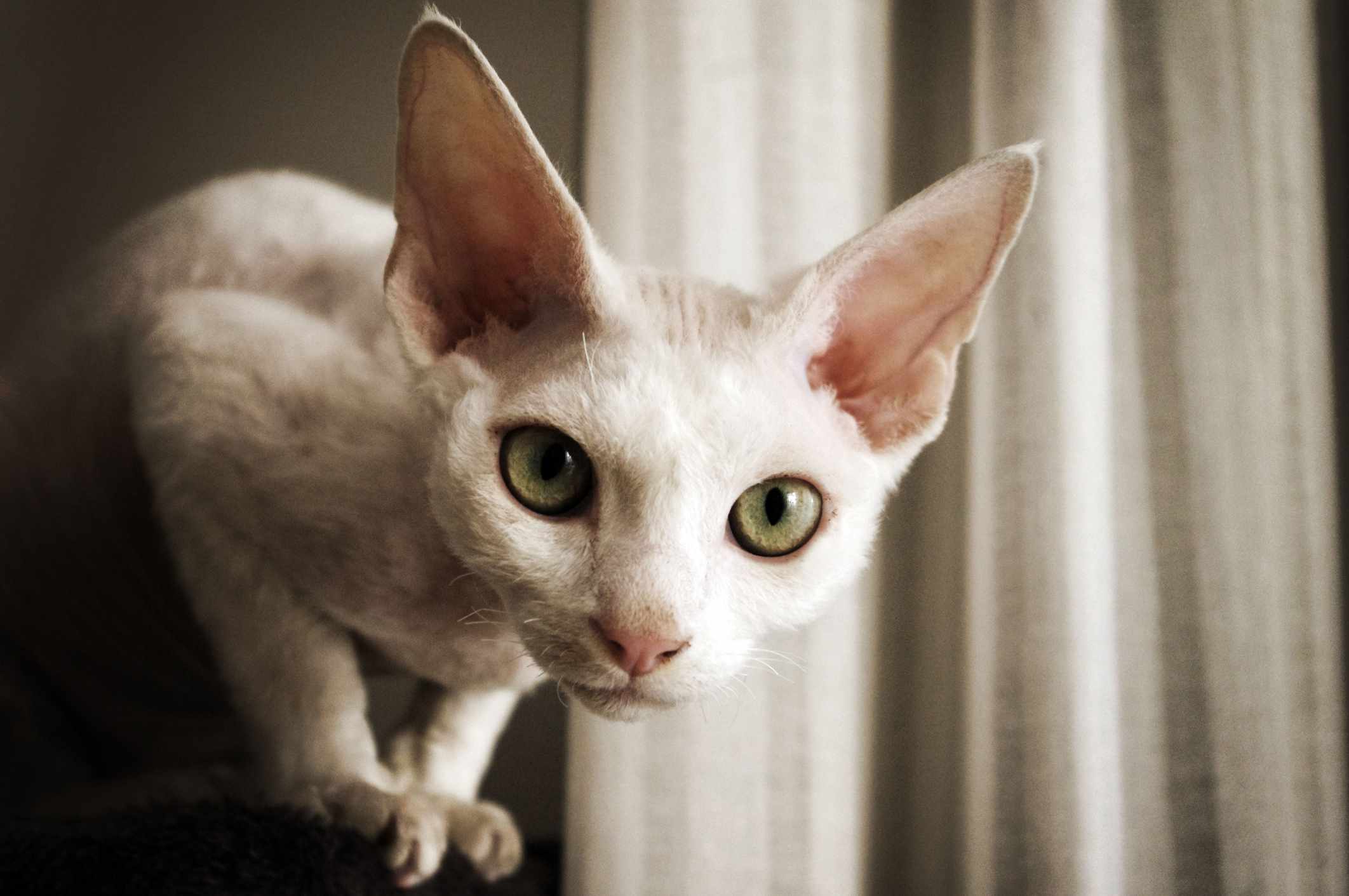 White Devon Rex cat looking directly into camera.