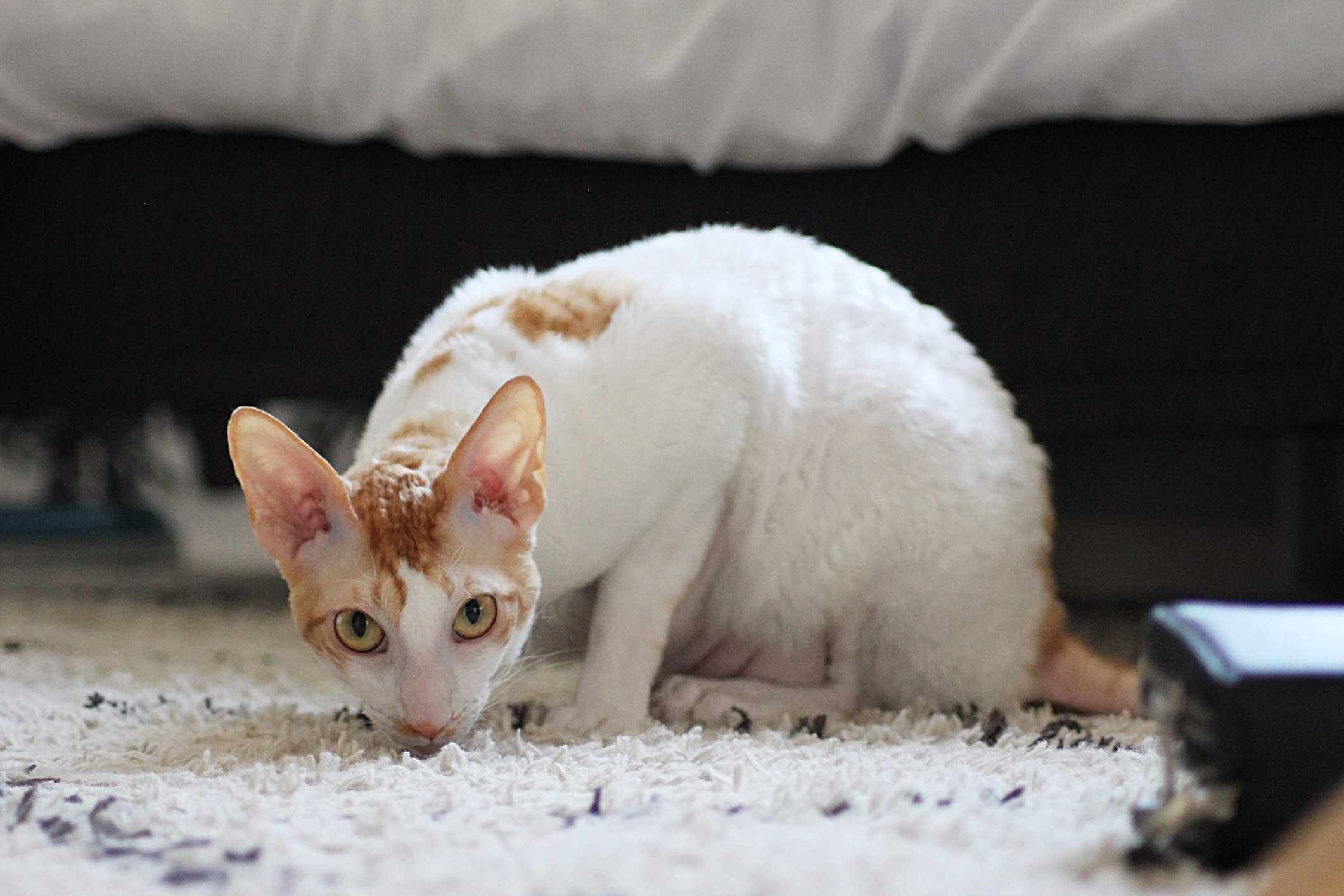 Cornish Rex cat sitting on floor with mouth touching the carpet.
