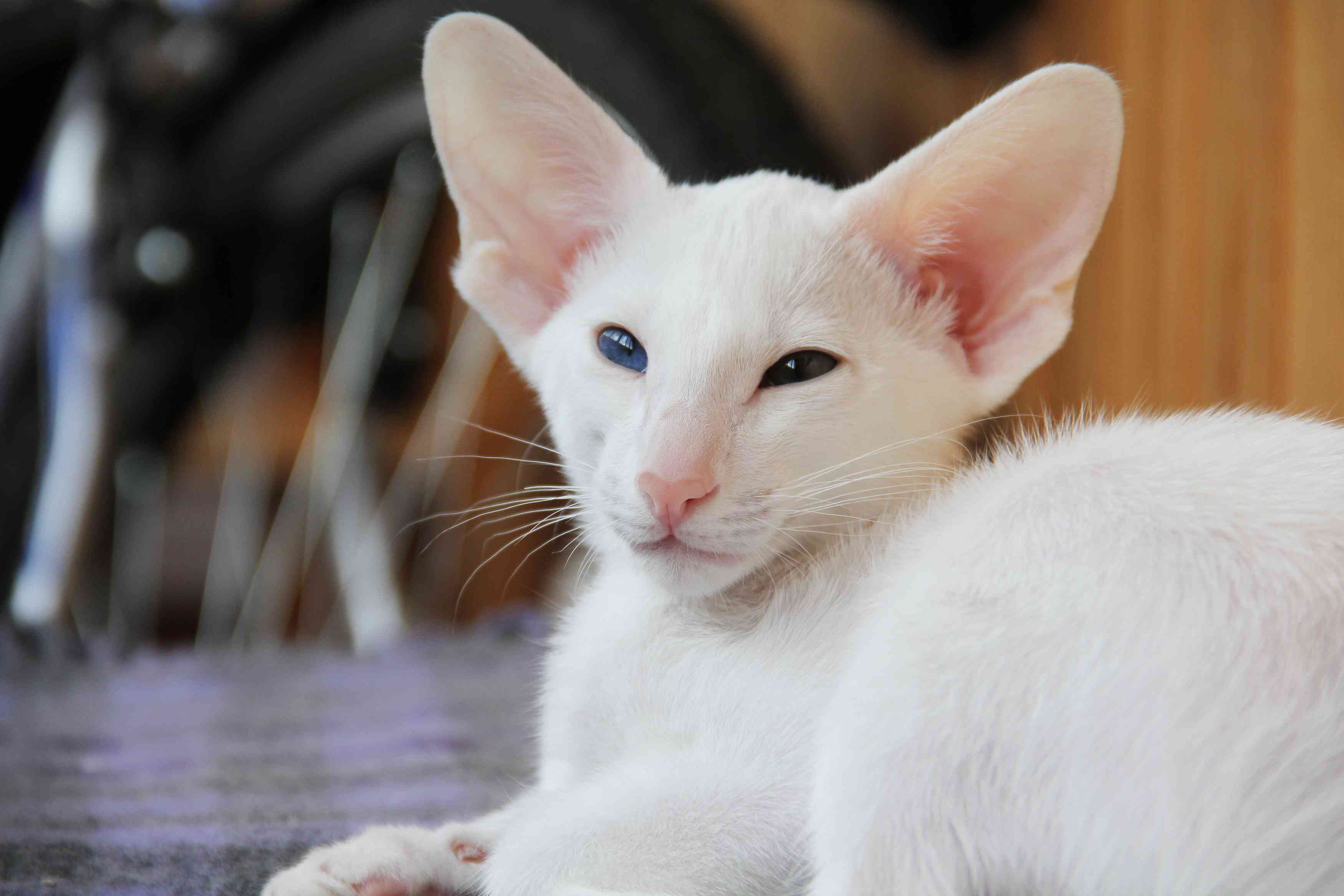 White Oriental cat with two different colored eyes.