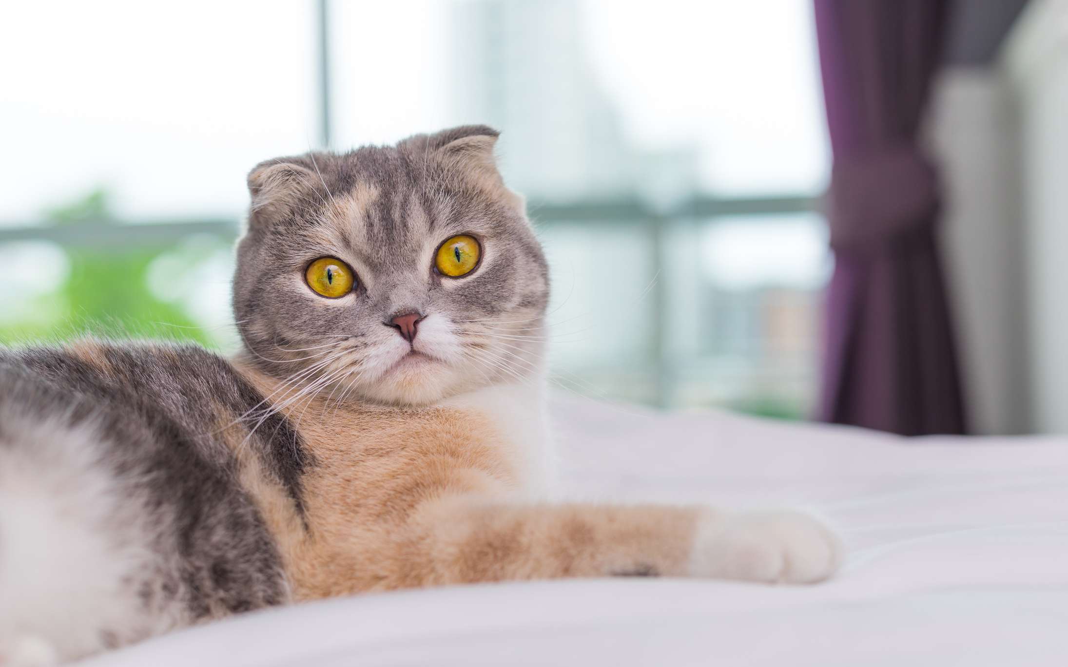 Scottish fold cat on bed looking at camera