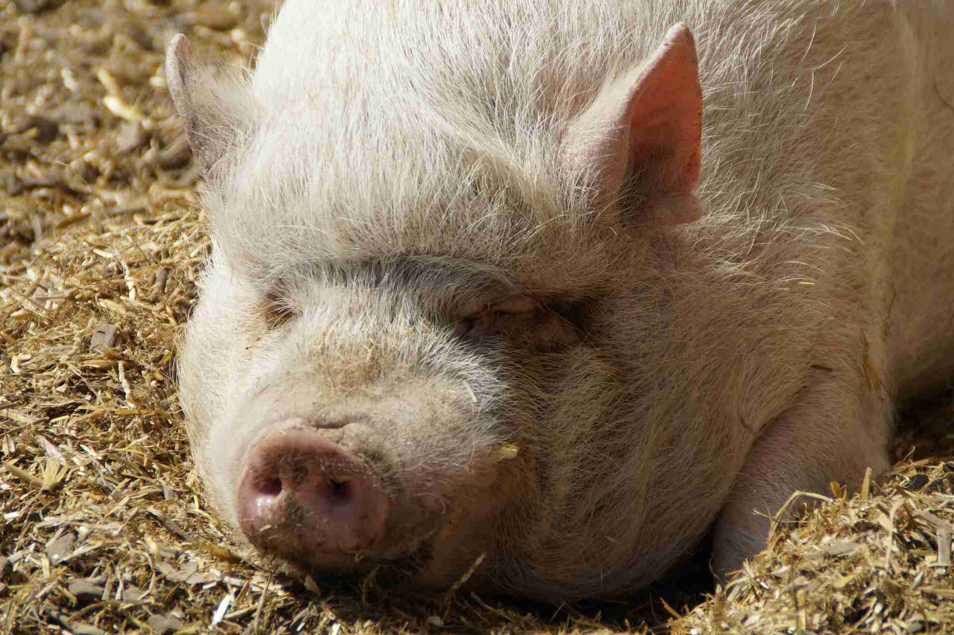 A close-up of a potbellied pig.