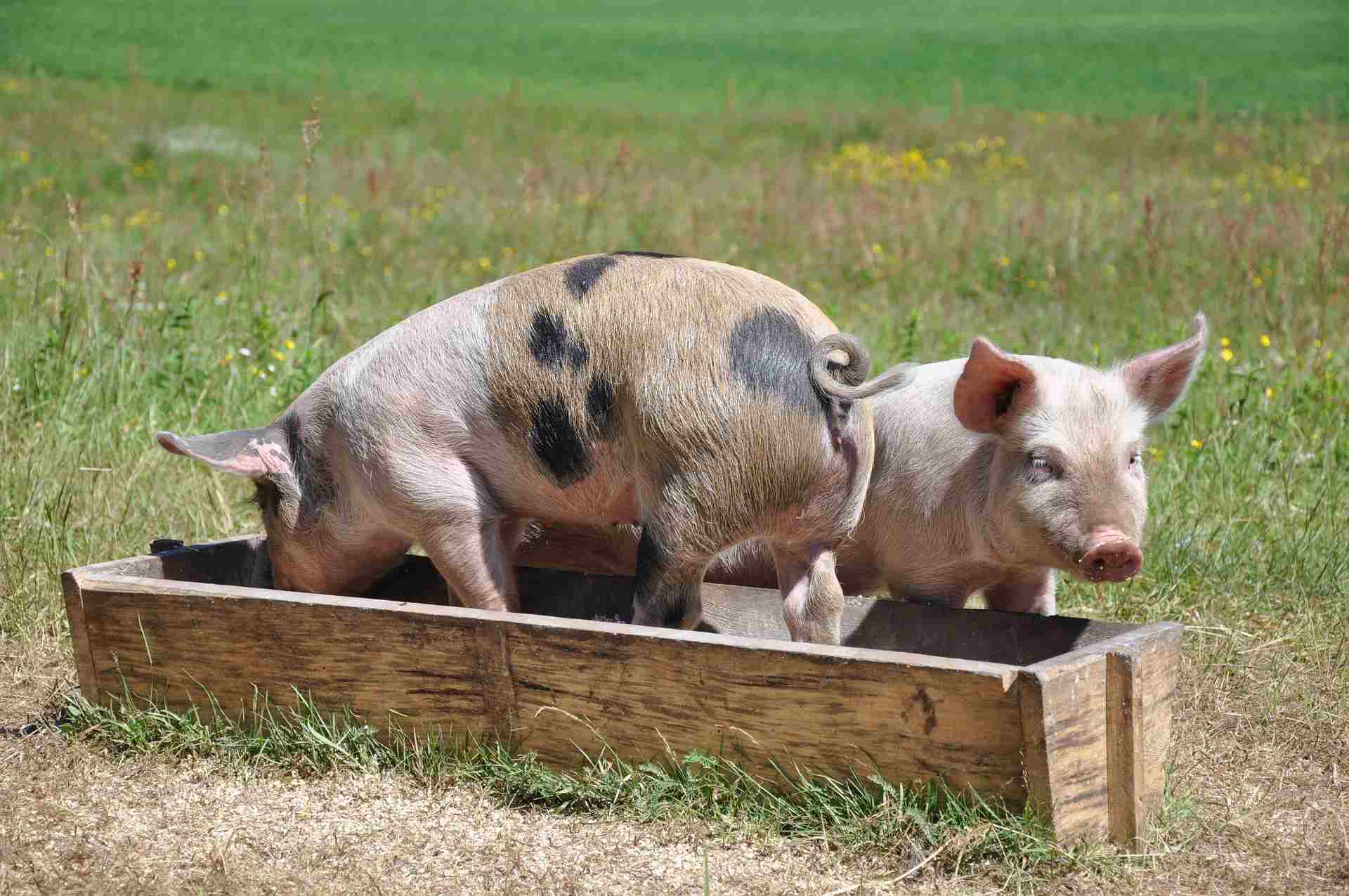 Piglets eating from a trough.