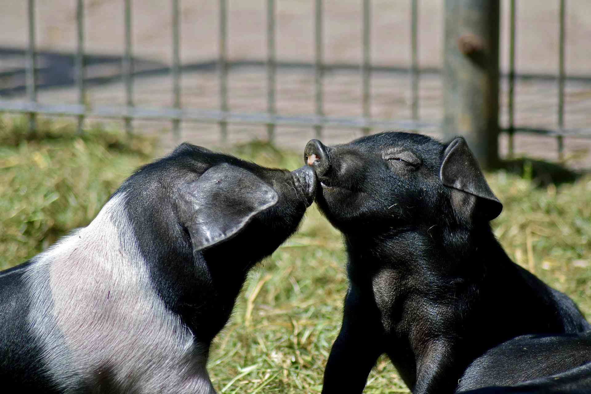 Piglets kissing.