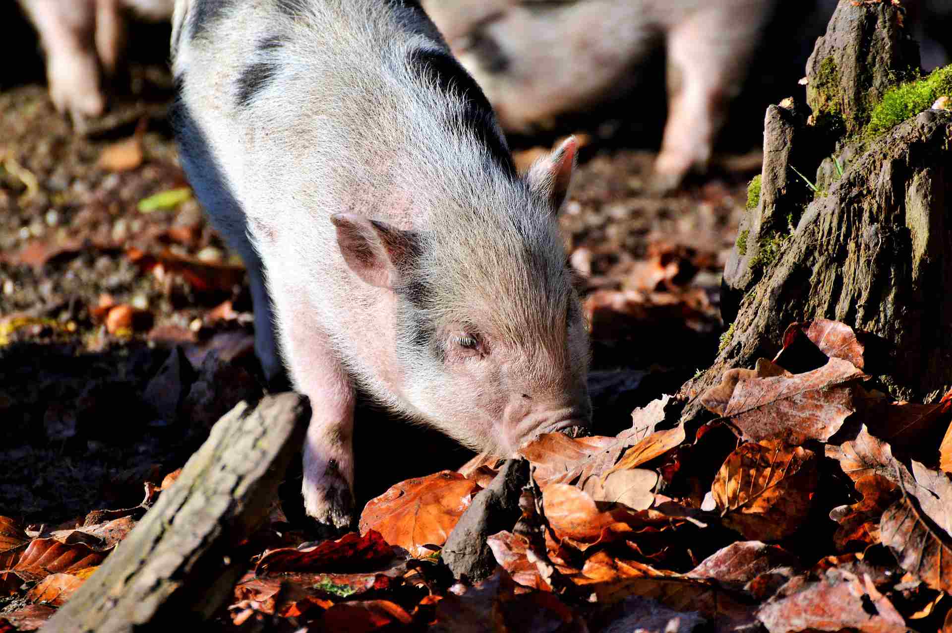 A potbellied pig rooting outdoors.