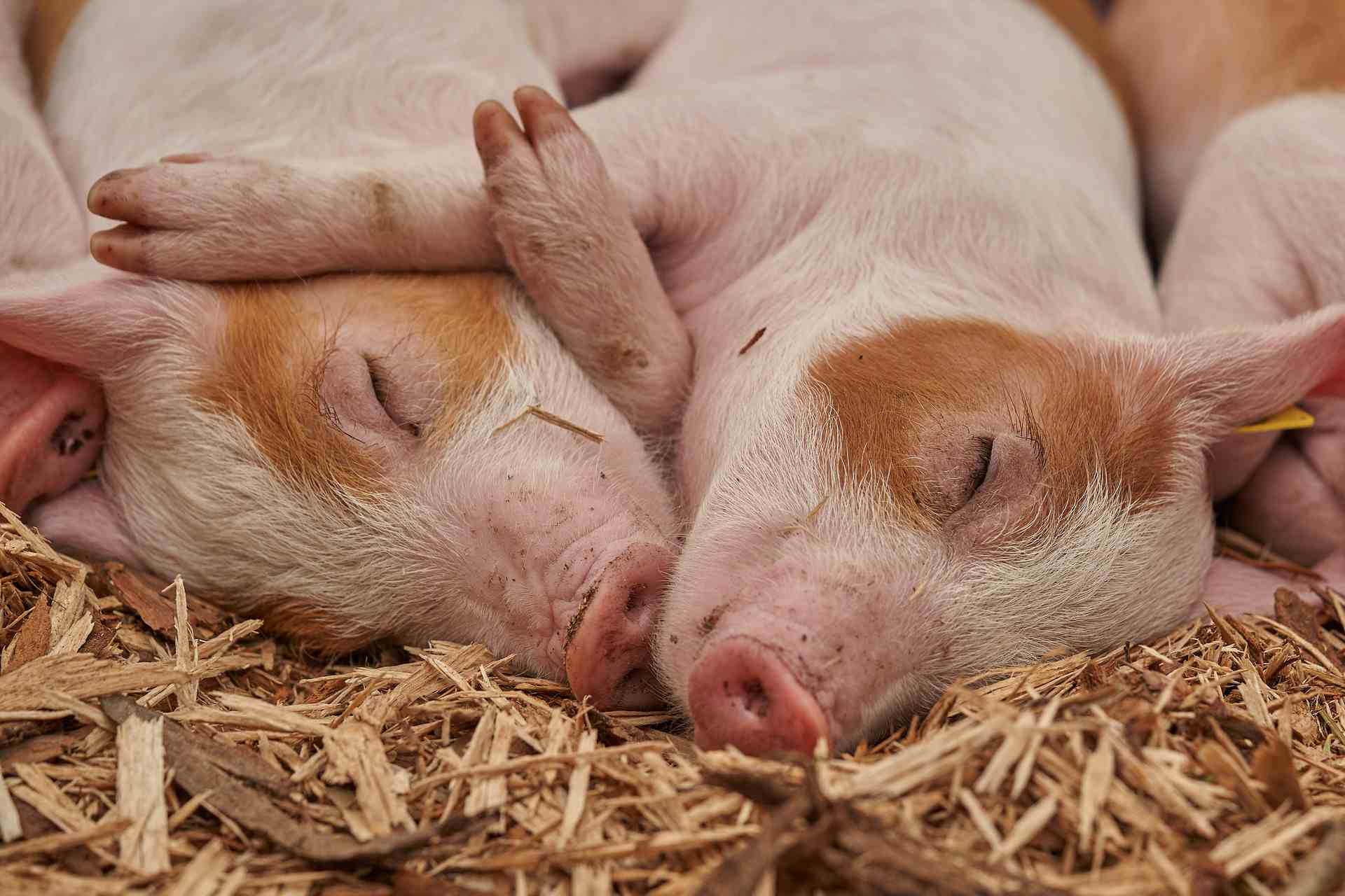 Piglets cuddling during a nap.