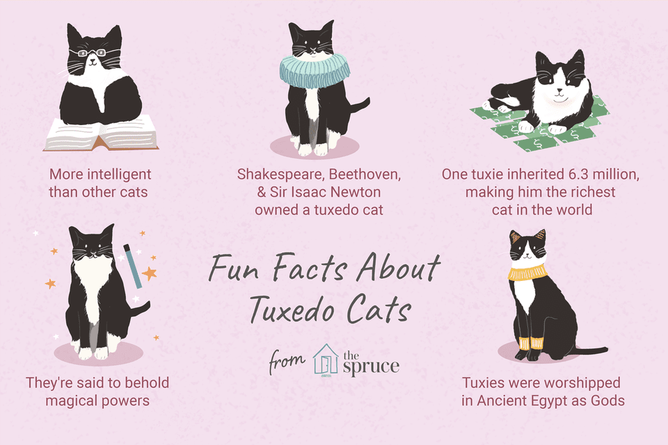 fun facts about tuxedo cats
