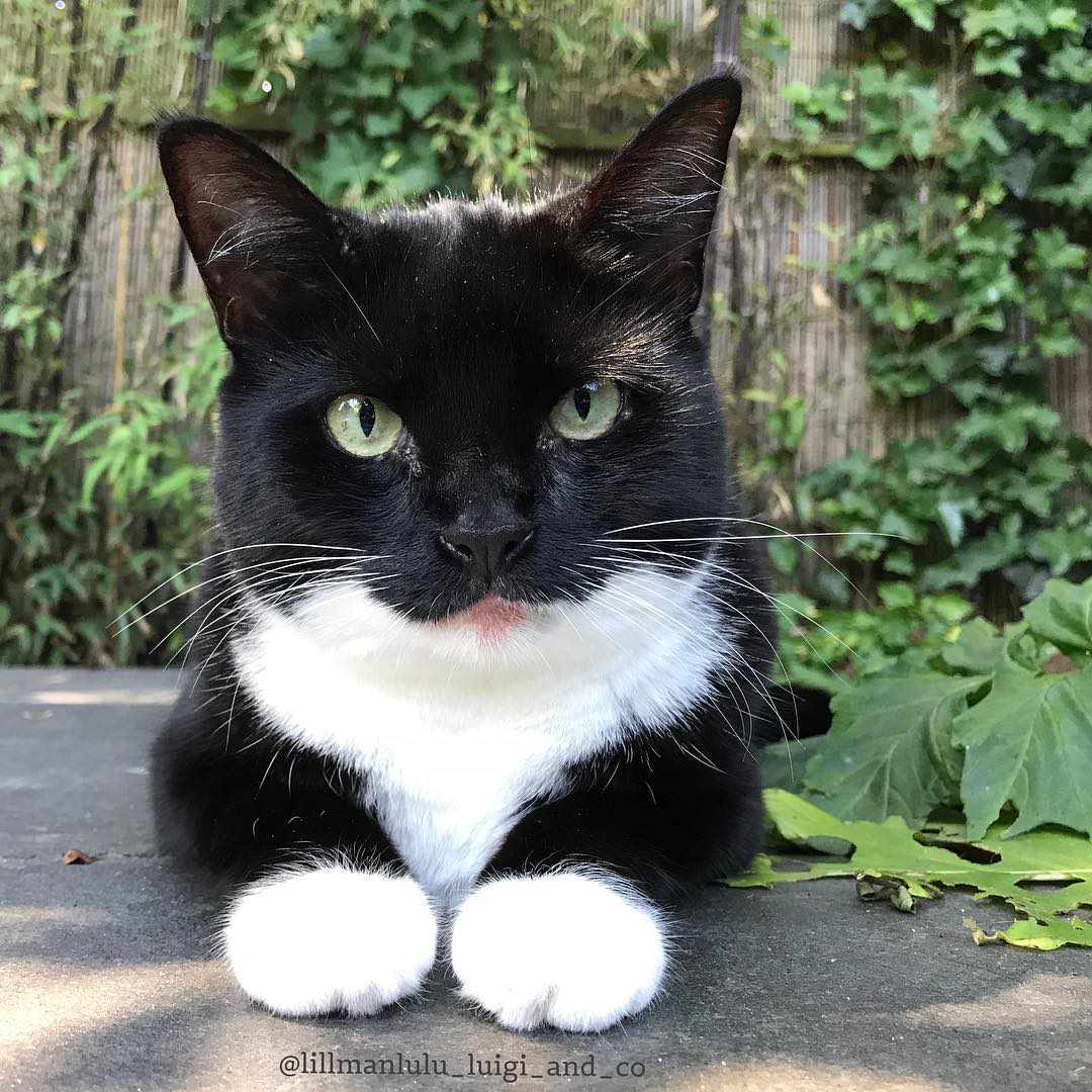 Close-up of a tuxedo cat looking into the camera