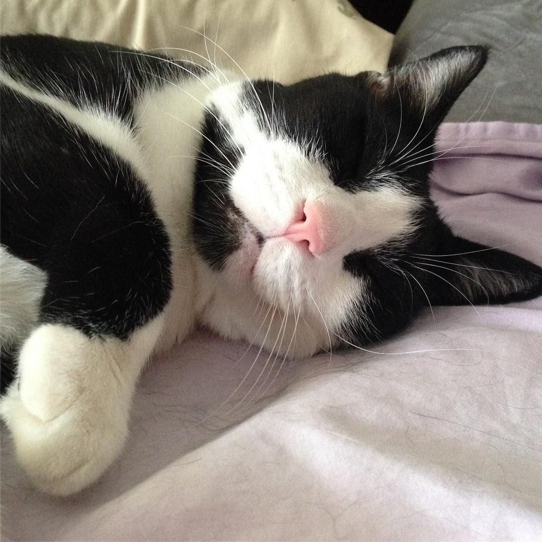 A tuxedo cat sleeping in a bed