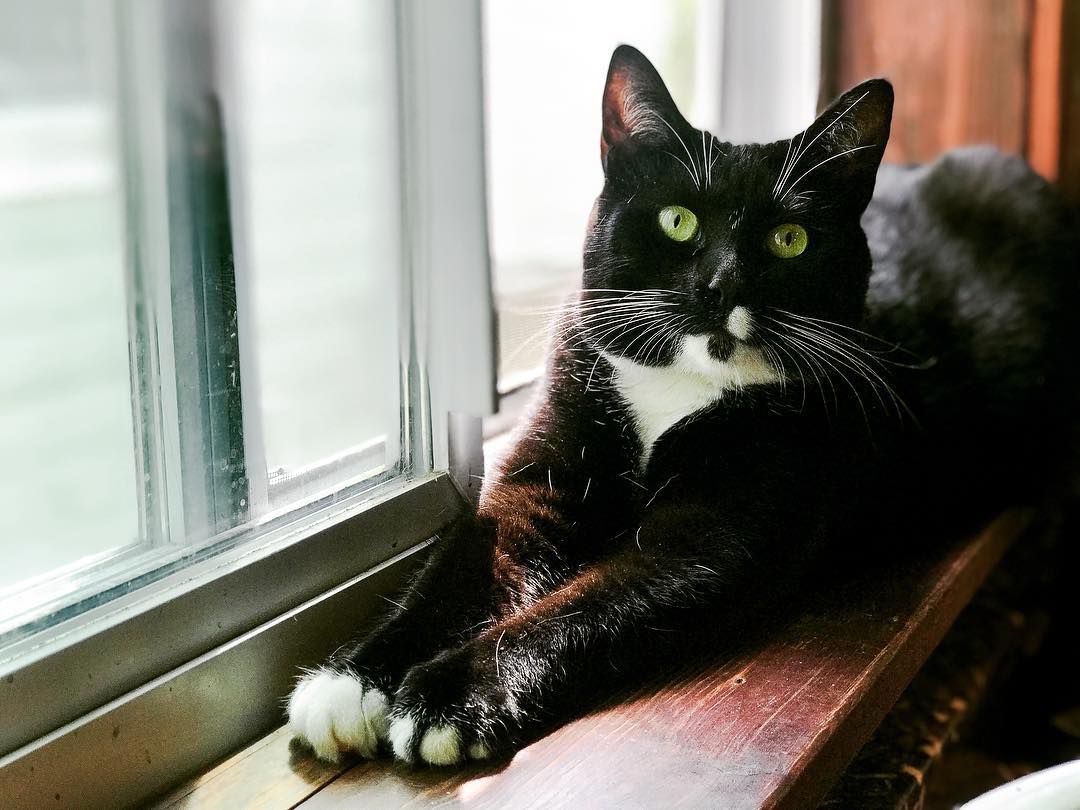 A tuxedo cat lounging on a window sill