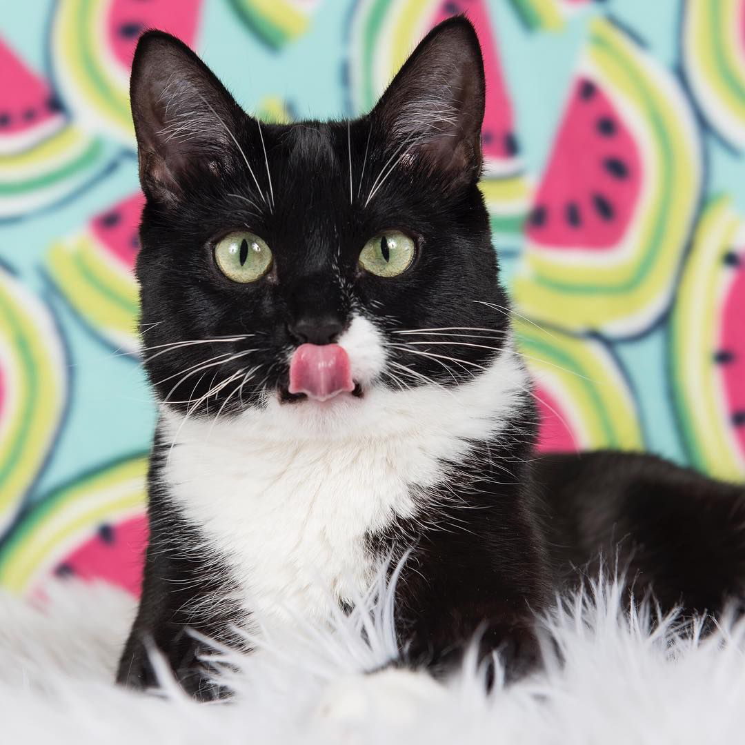 A tuxedo cat sticking its tongue out