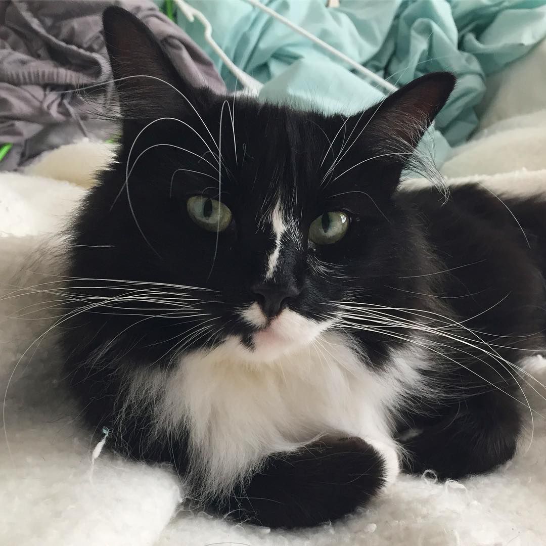 A picture of a long-haired tuxedo cat