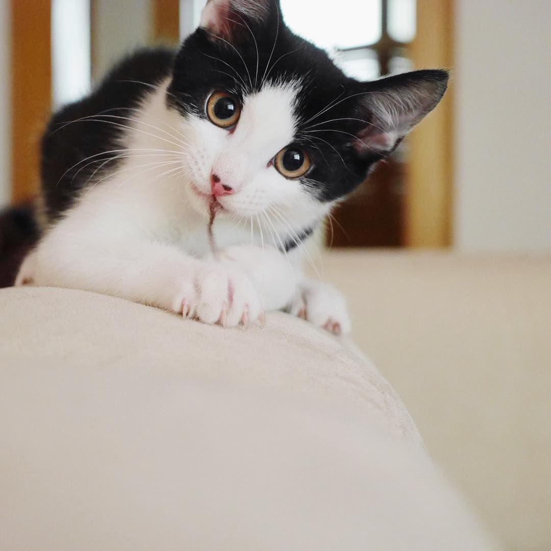 A tuxedo cat sitting on the edge of a couch