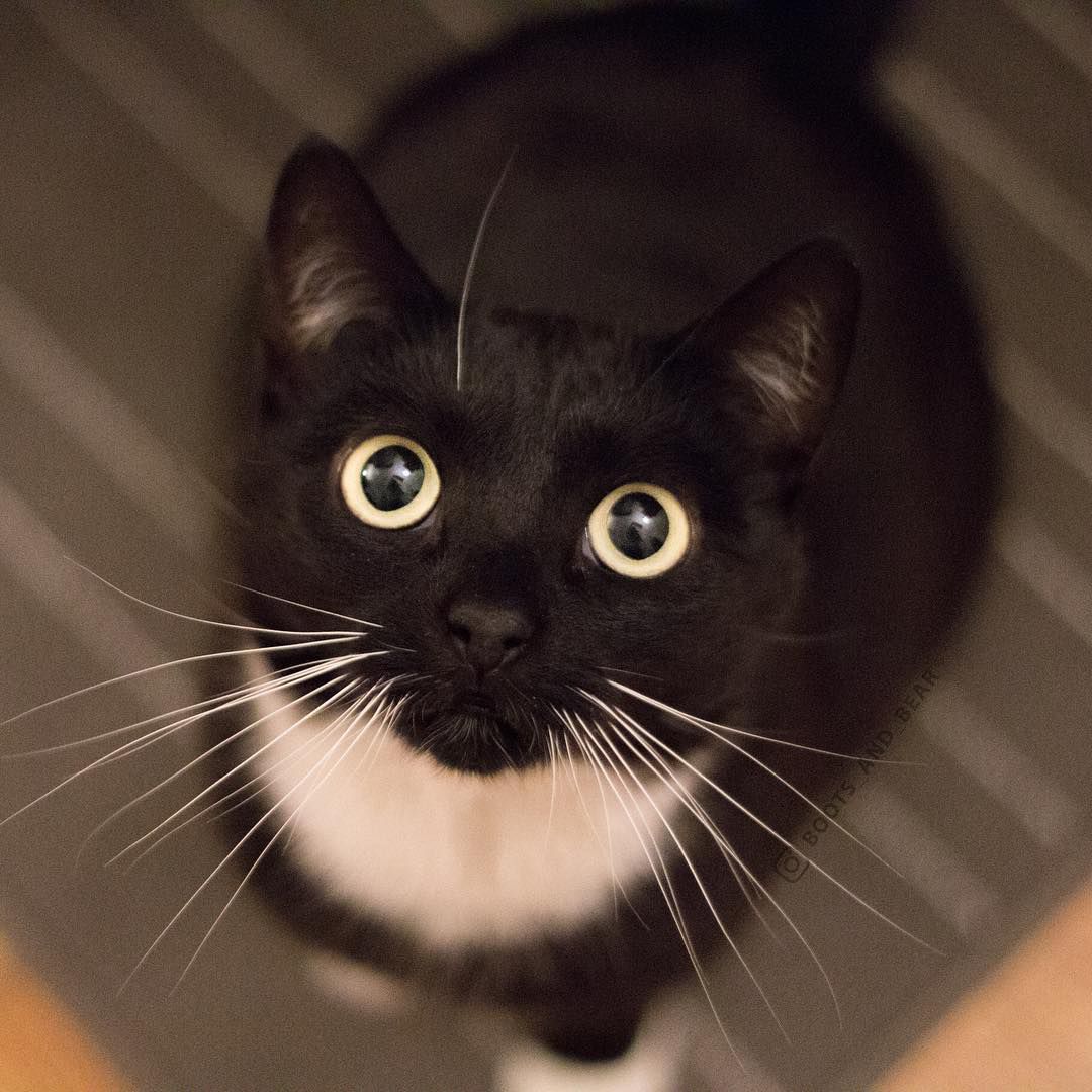 tuxedo cat looking up at the camera