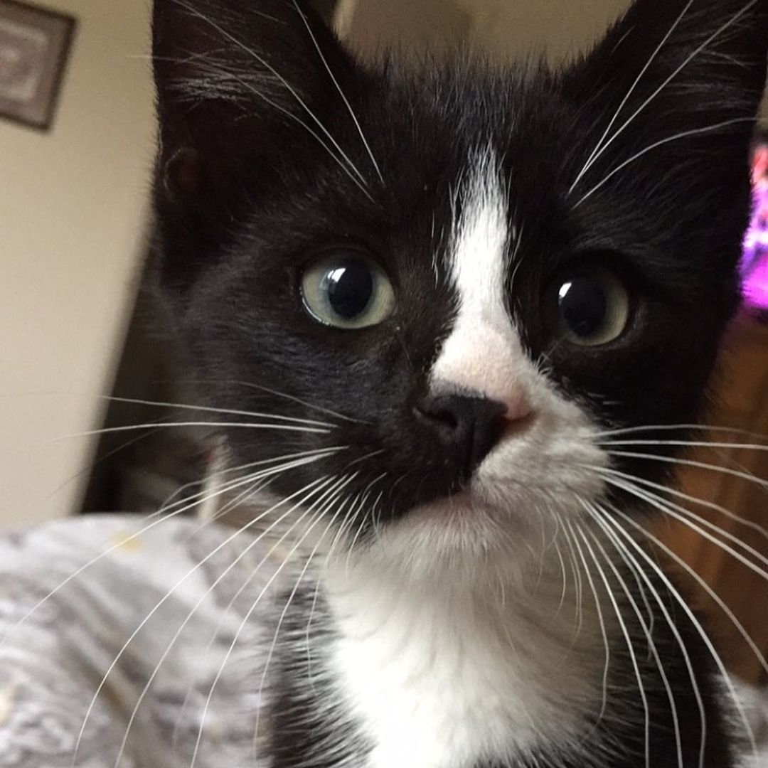 A close-up of a tuxedo kitten looking into the camera
