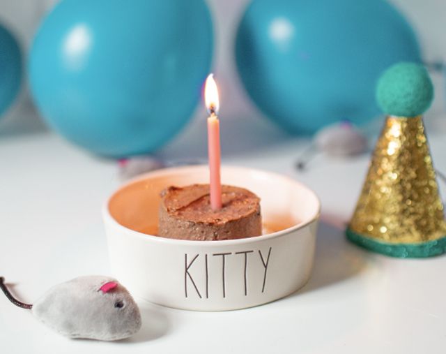 birthday "cake" for a cat