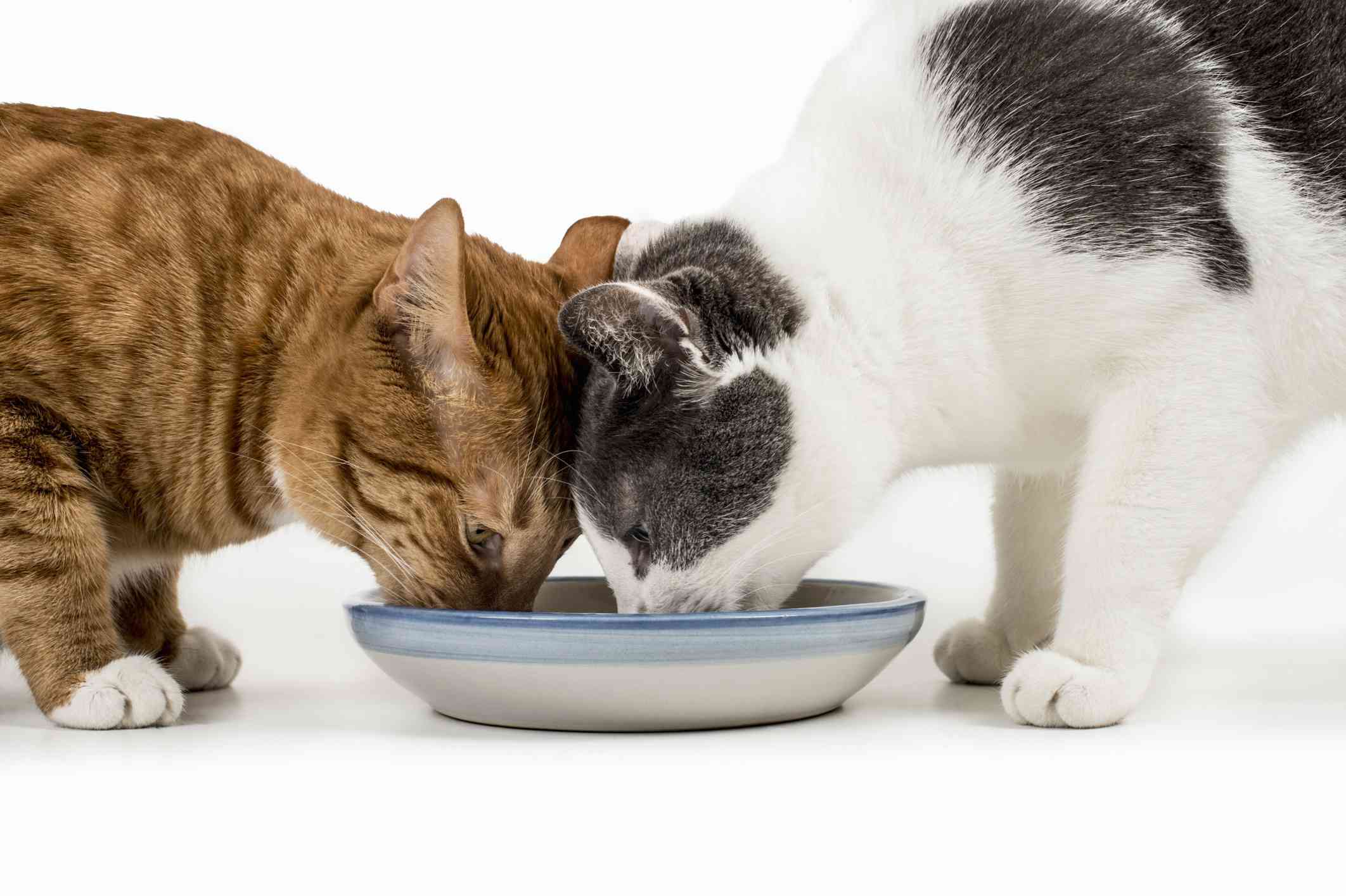 Two cats sharing dinner together