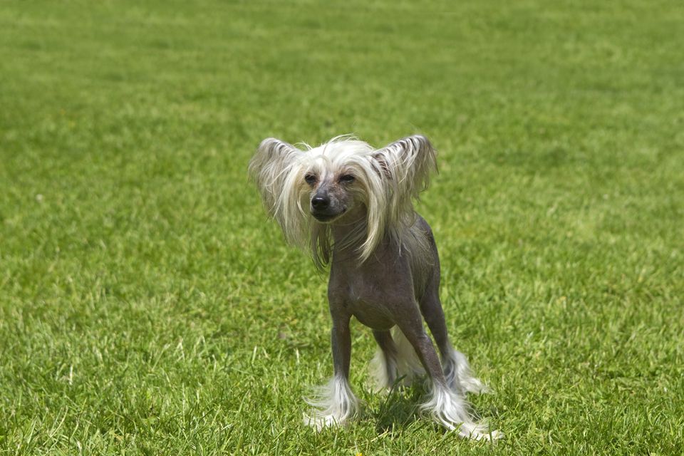 Chinese crested dog in the grass - France,