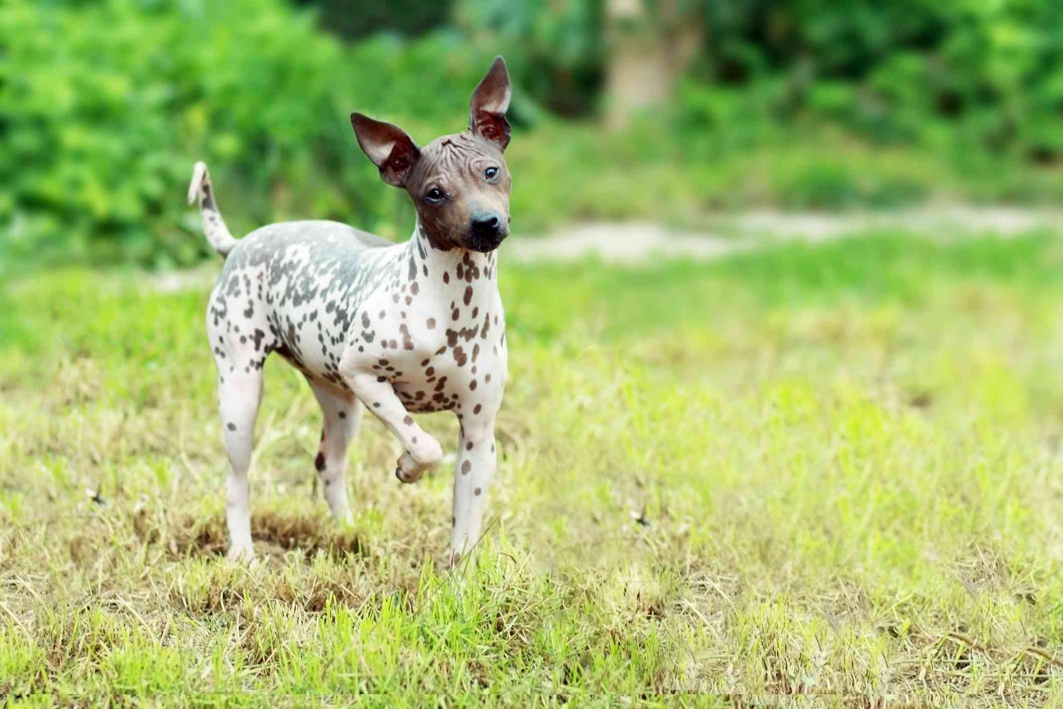 A hairless dog with a brown head and a brown and white spotted body prancing in the grass.
