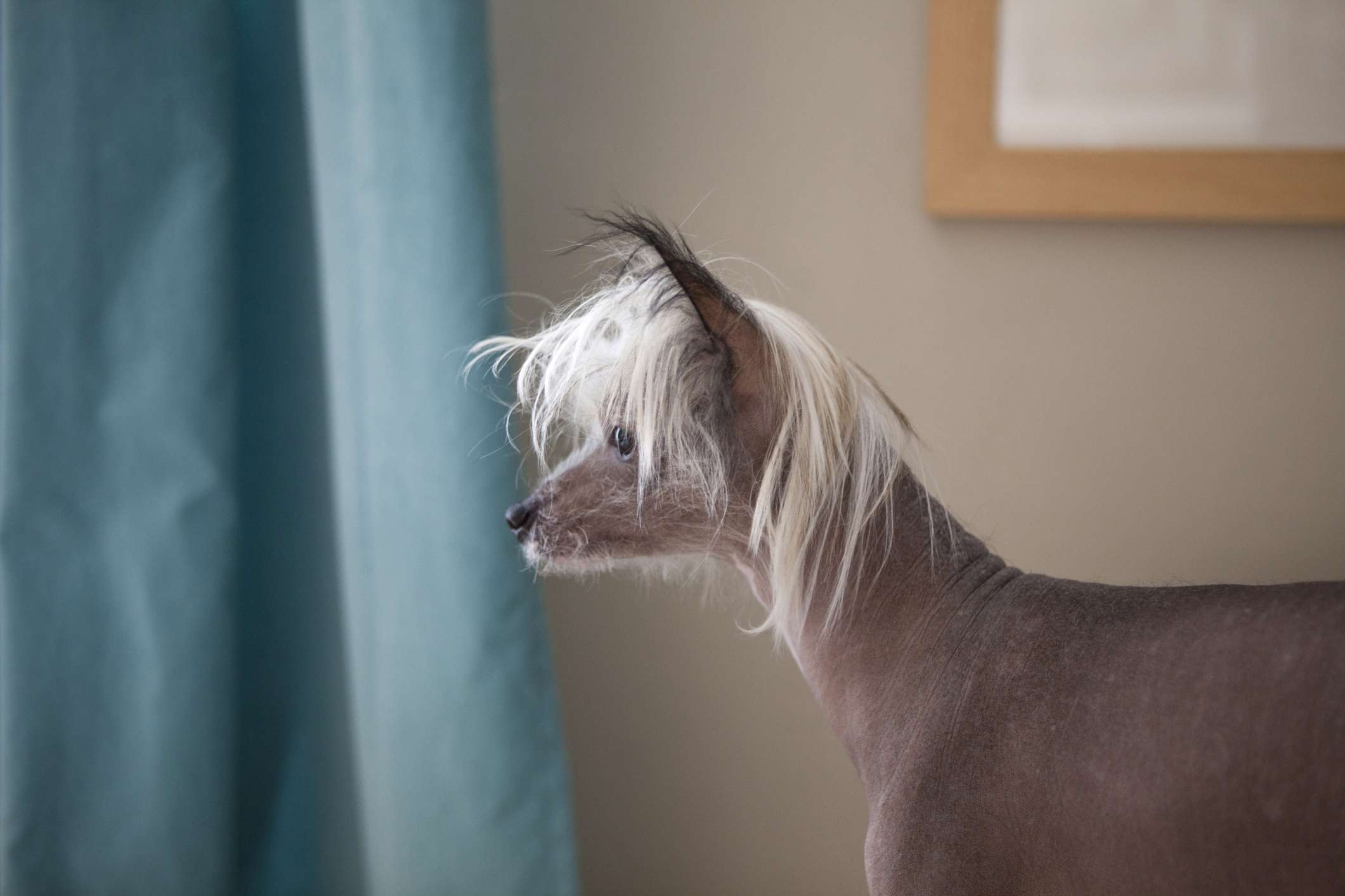 A hairless Chinese Crested with white tufts of hair on its head looking out a window.