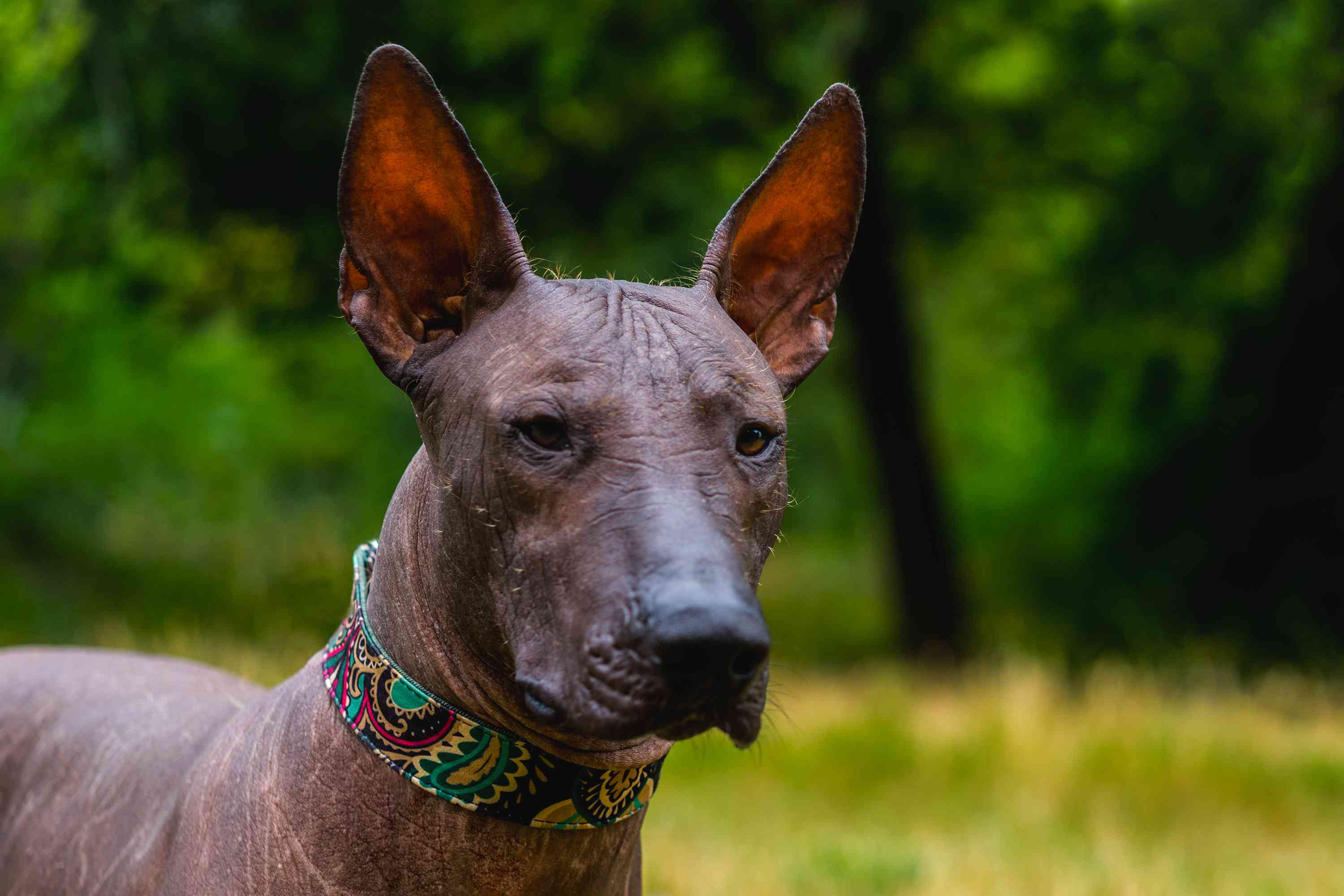 A Mexican Hairless dog with black skin, pink ears, and a wrinkly forehead.
