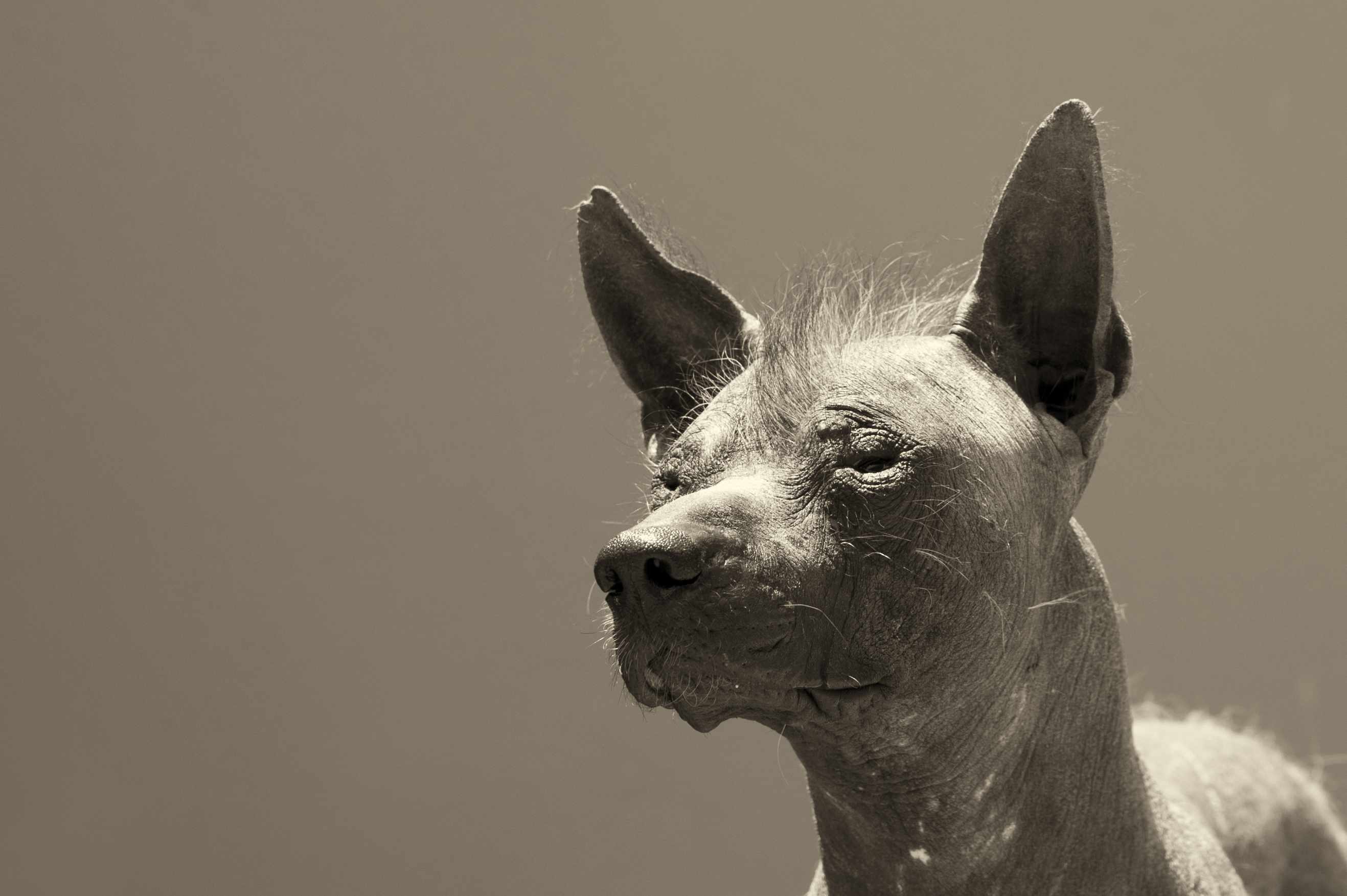 A slightly hairy, but mostly hairless, dog with wrinkled eyes looking to its right.