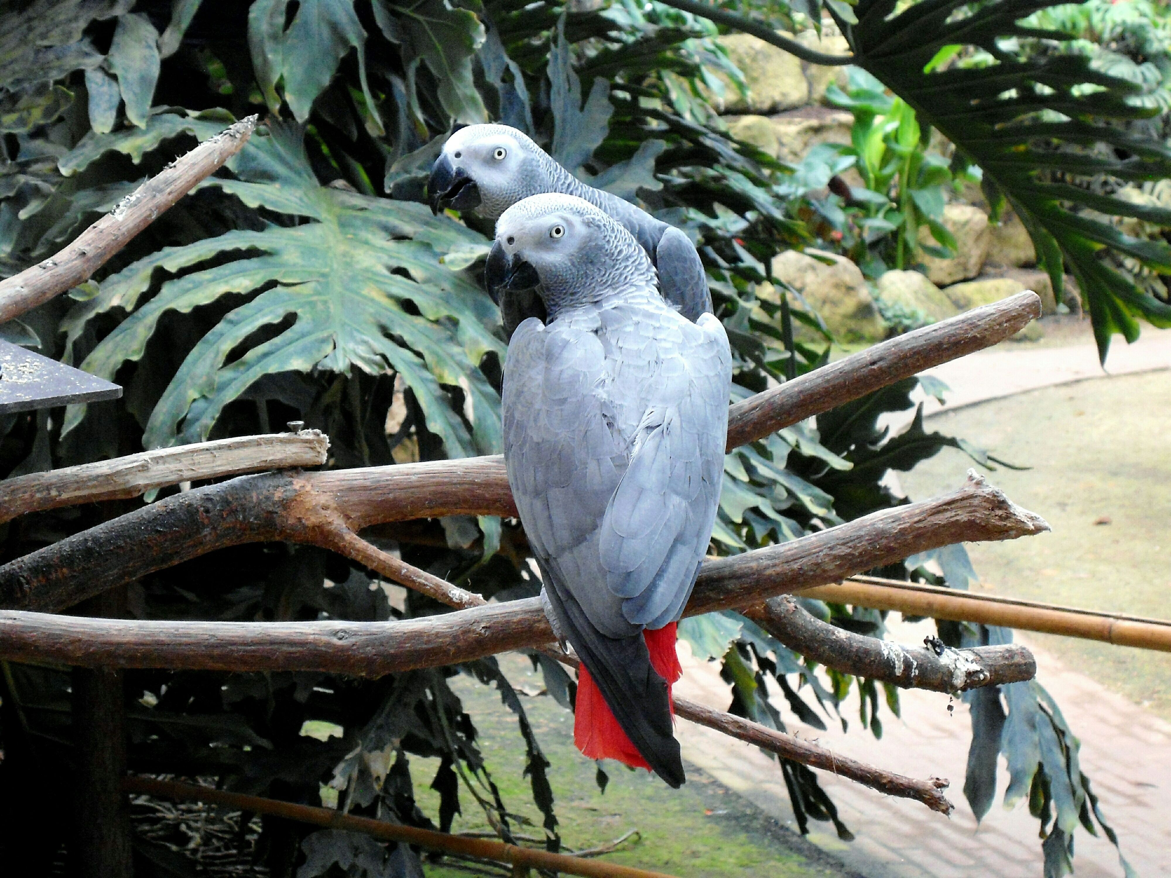 African Grey birds