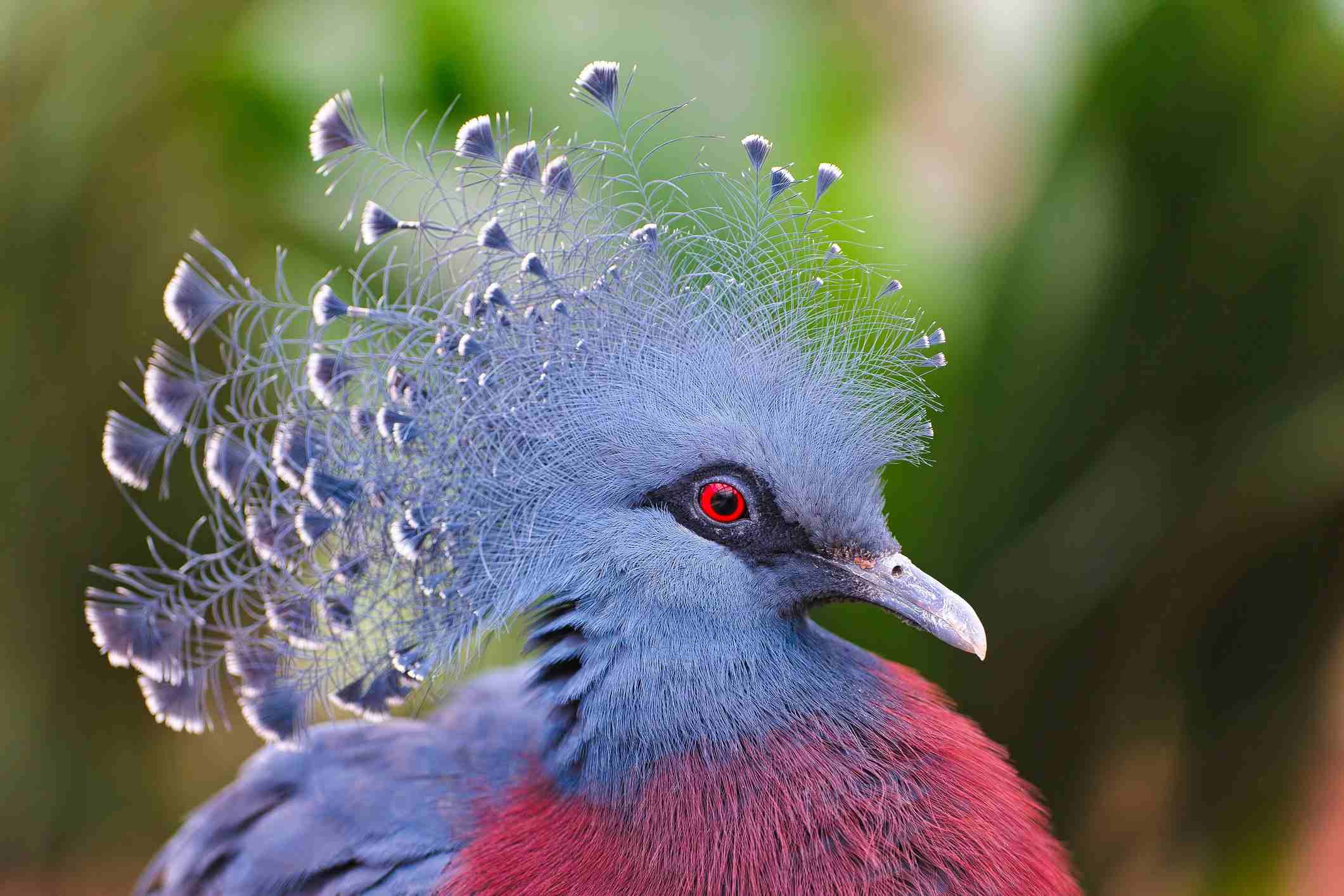 Victoria Crowned Pigeons