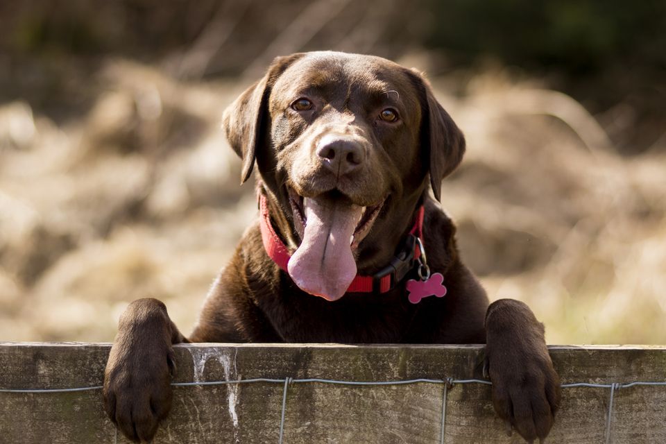 Chocolate Labrador Retriever with paws up on a fence
