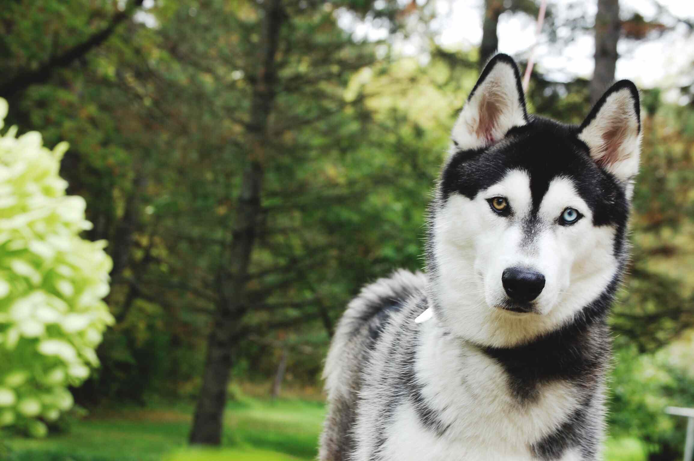 Husky head shot standing in a garden with trees in background