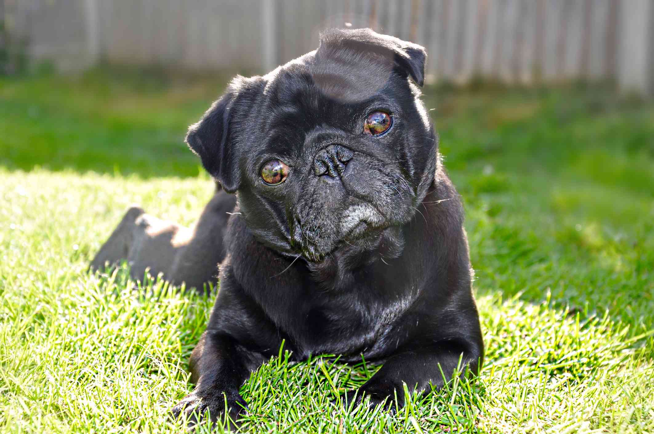 Black Pug lying on garden grass