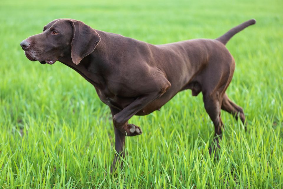 German Shorthaired Pointer pointing in a grassy field