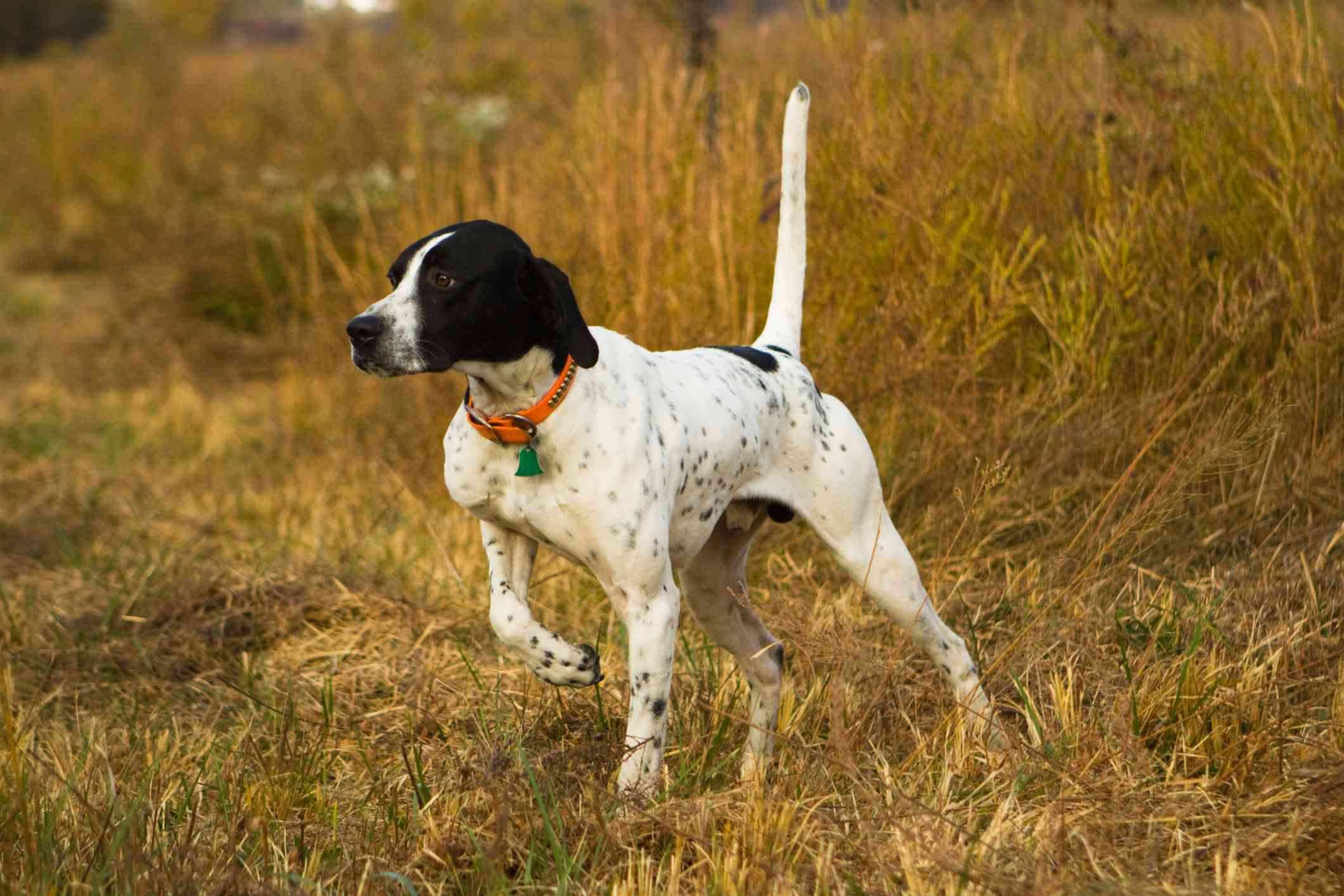 English Pointer standing in cut stubble fields pointing
