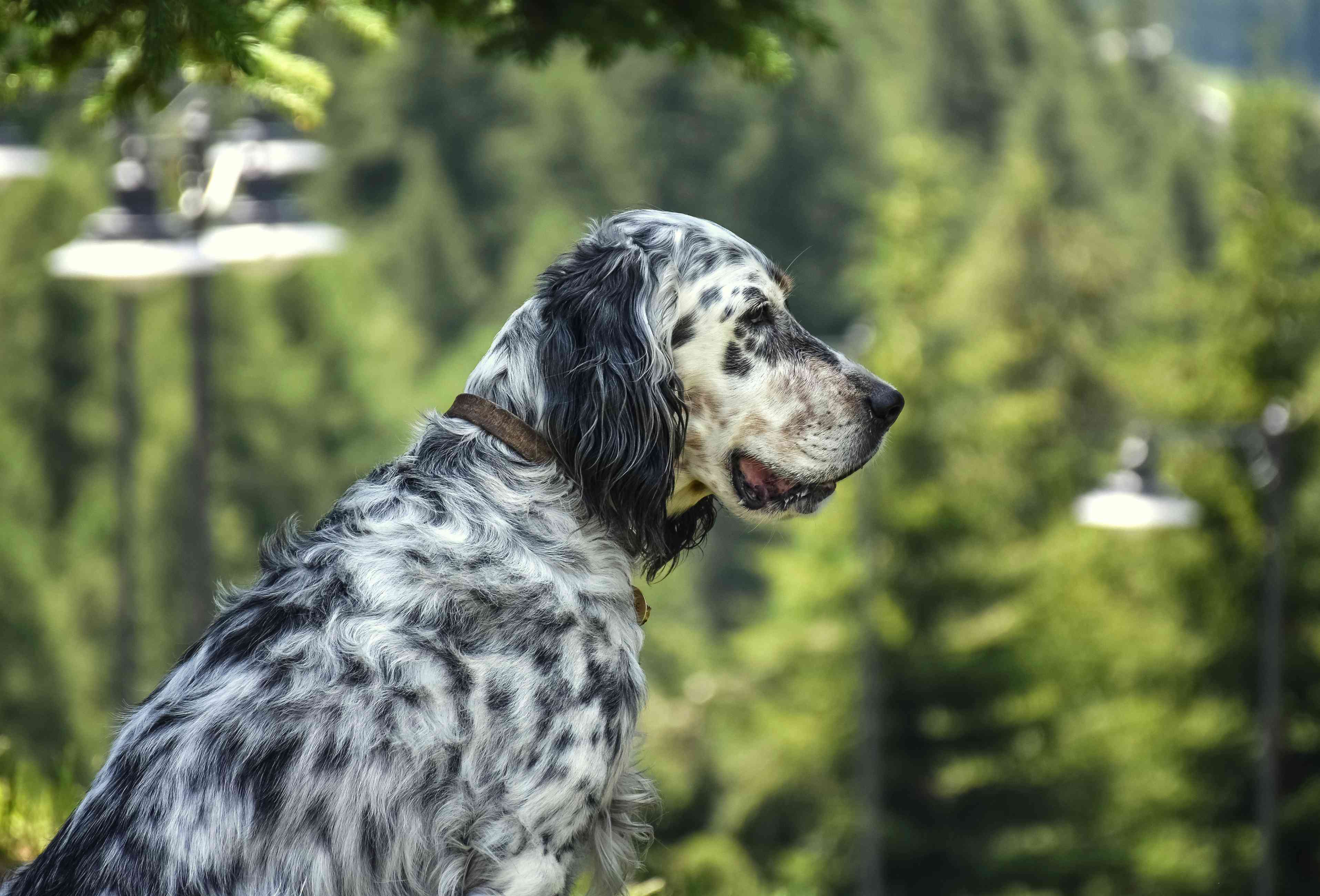 Portrait of a senior purebred female English setter in Alpine forest setting in France