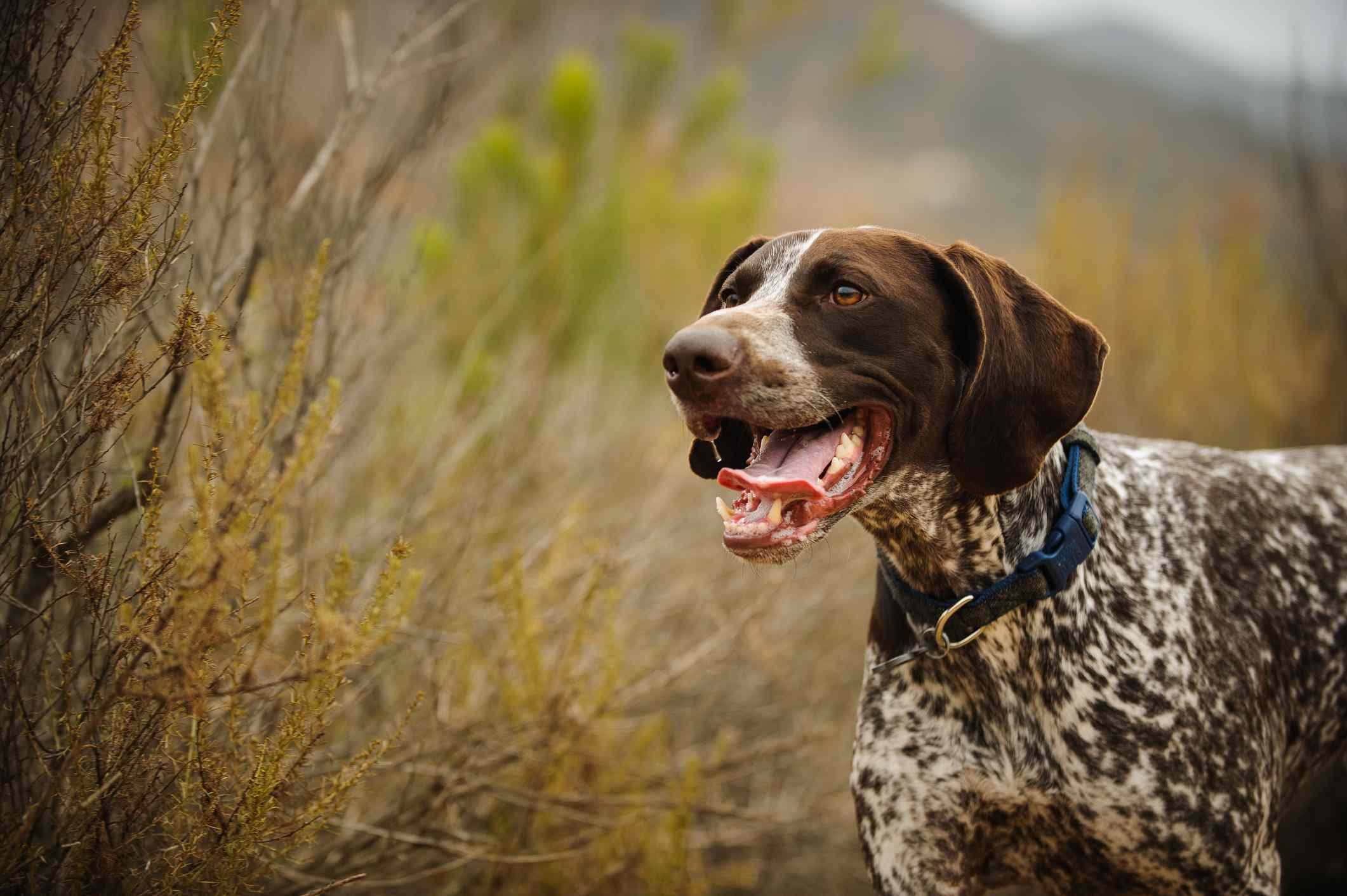 German Shorthaired Pointer out in the field