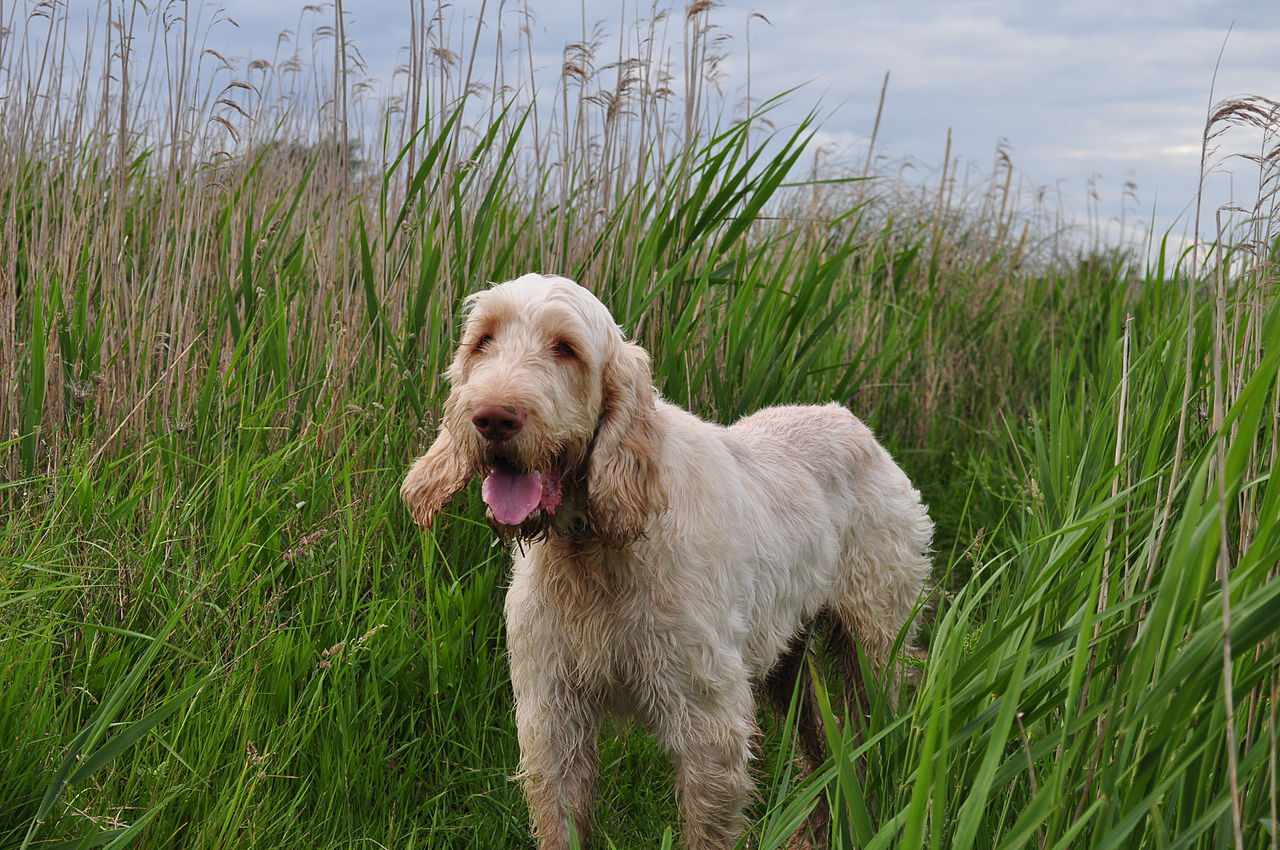 Spinone Italiano in long grass beside riverbed