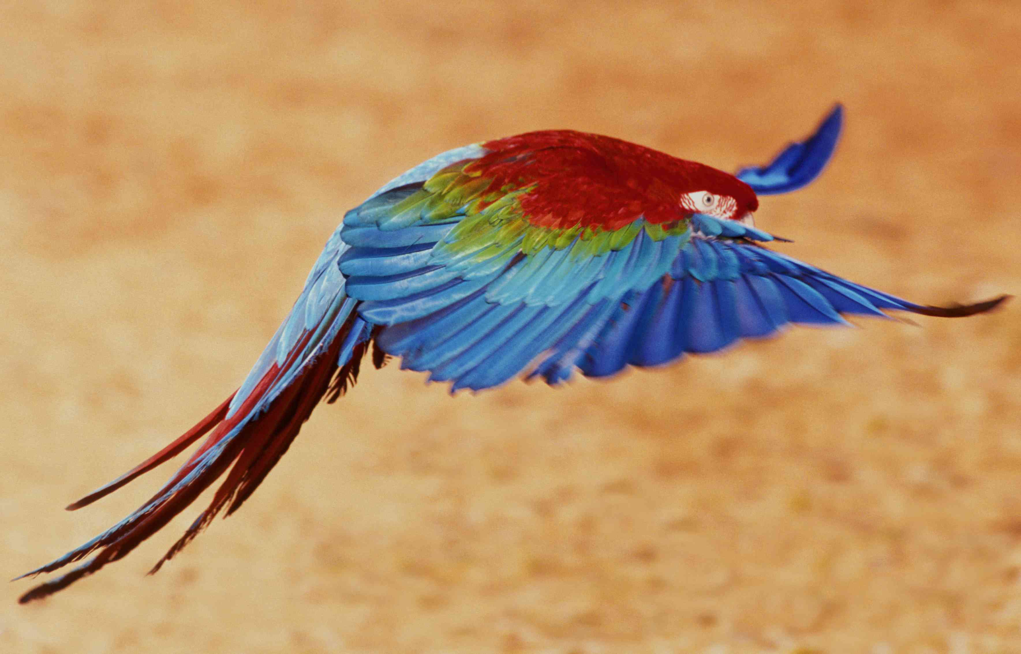 scarlet macaw flying