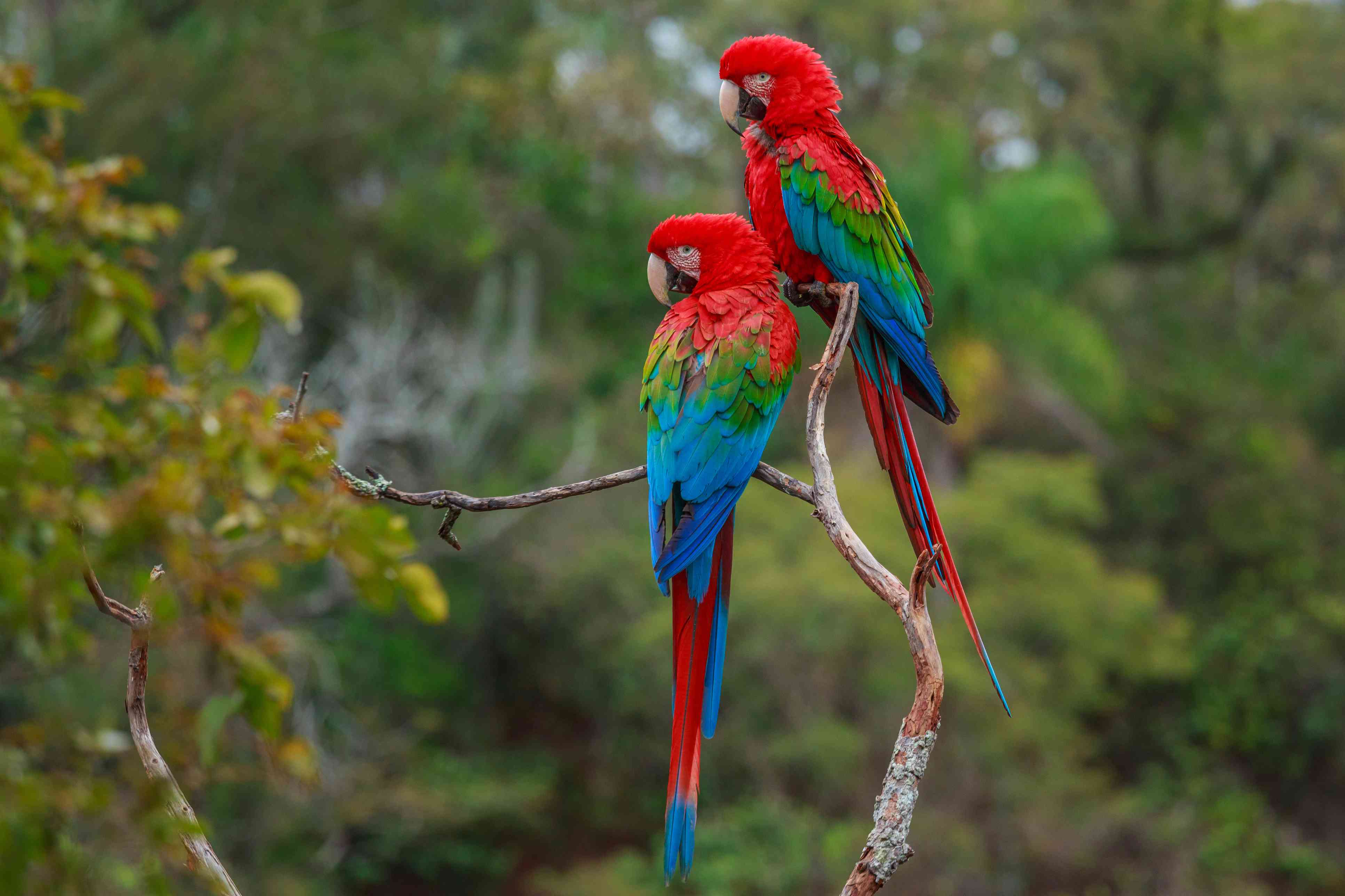 Red-and-green macaws in a tree