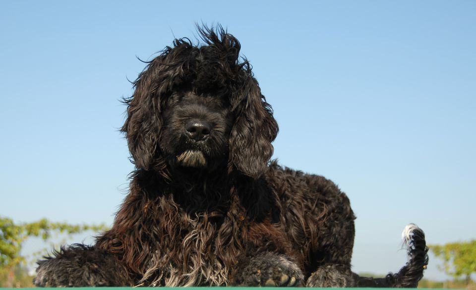 Portuguese water dog against blue sky