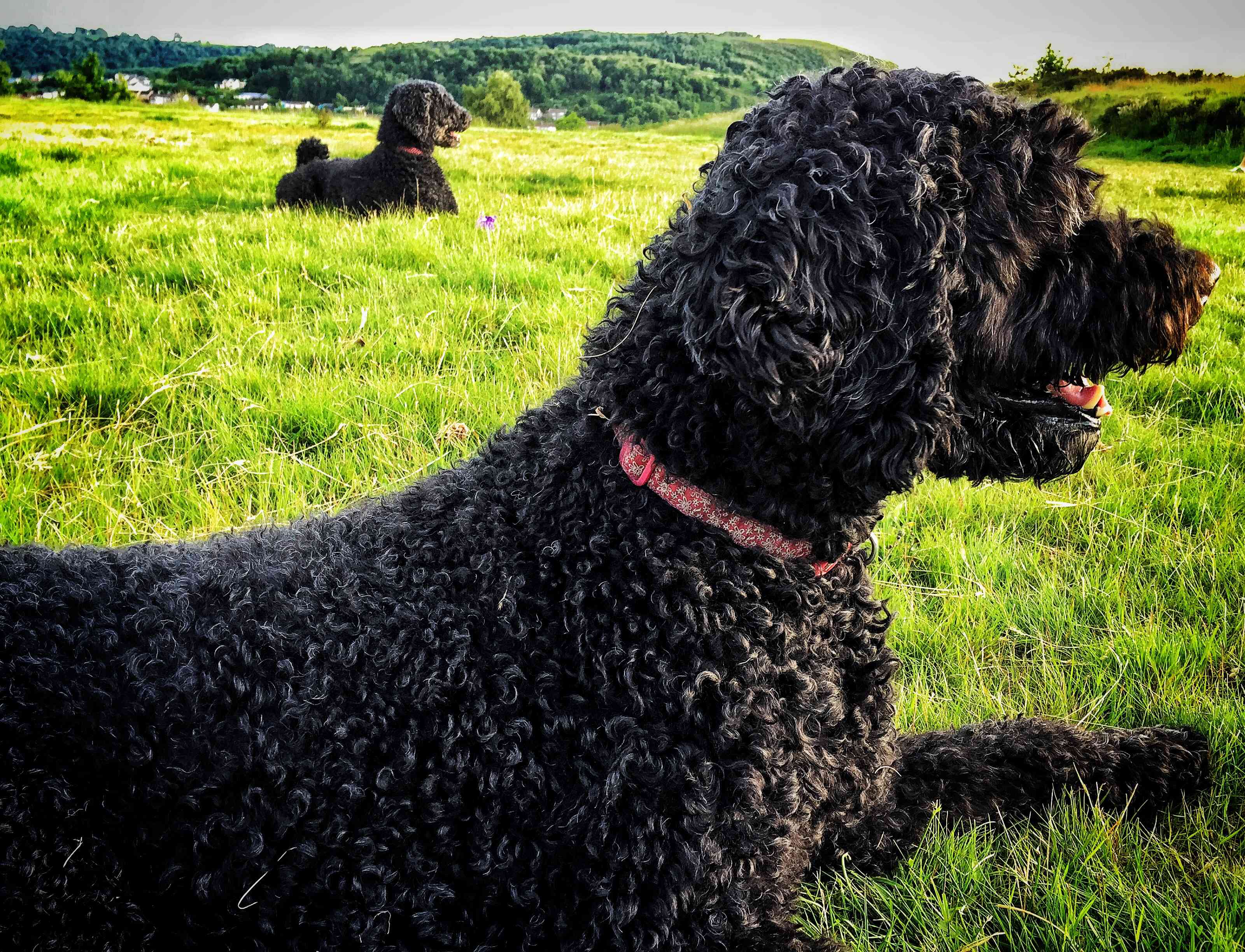 Two Portuguese water dogs outdoors