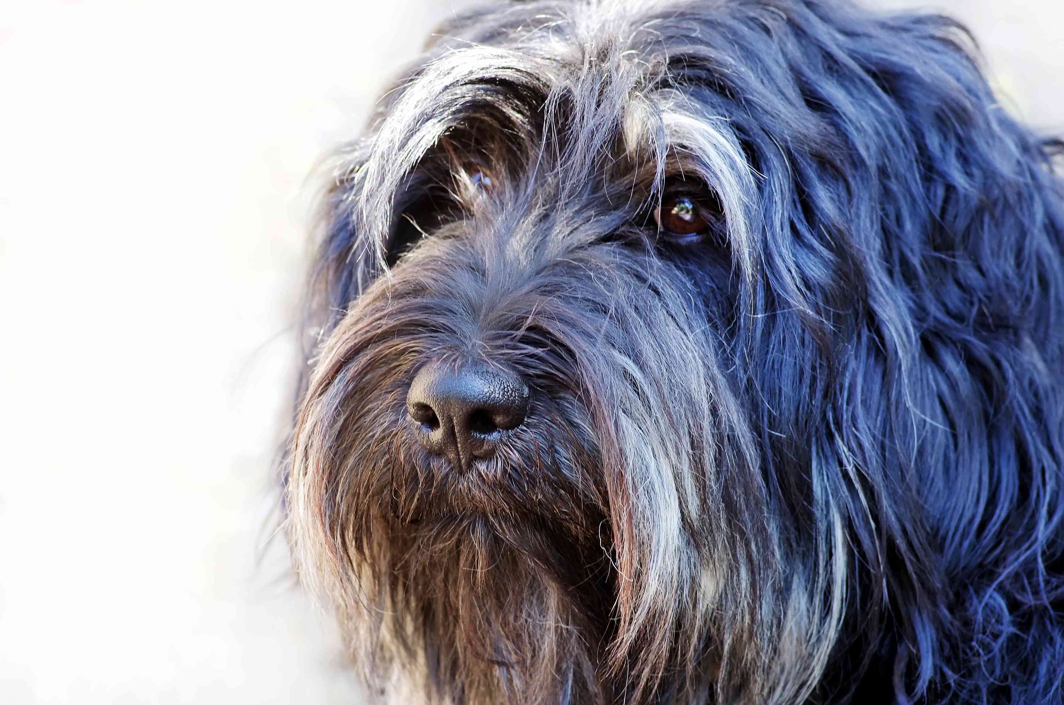 Portuguese Sheepdog portrait; up close of face