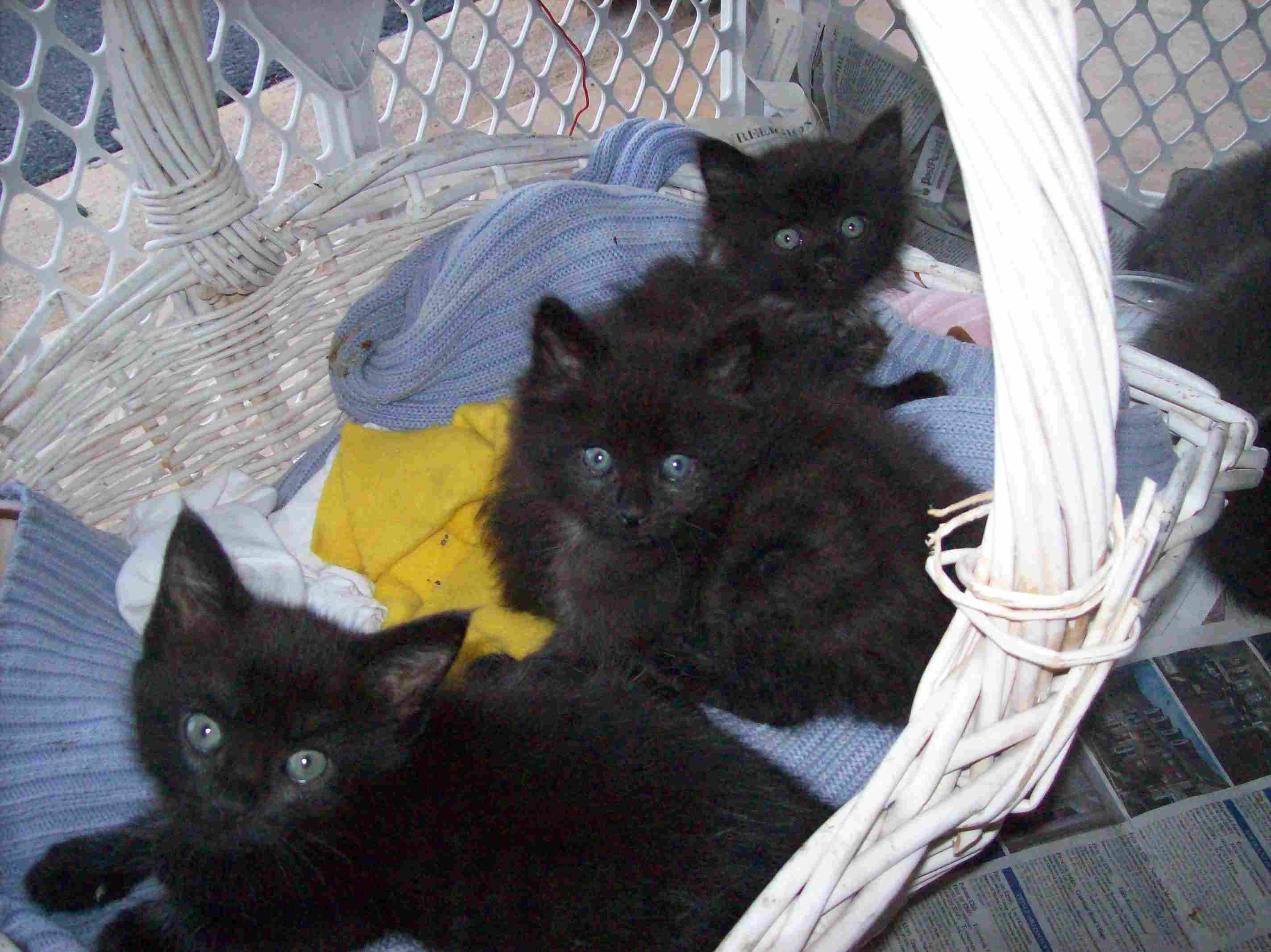 litter of three black foster kittens