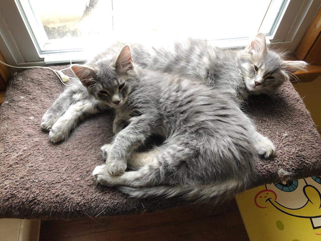 two gray and white kittens napping next to each other