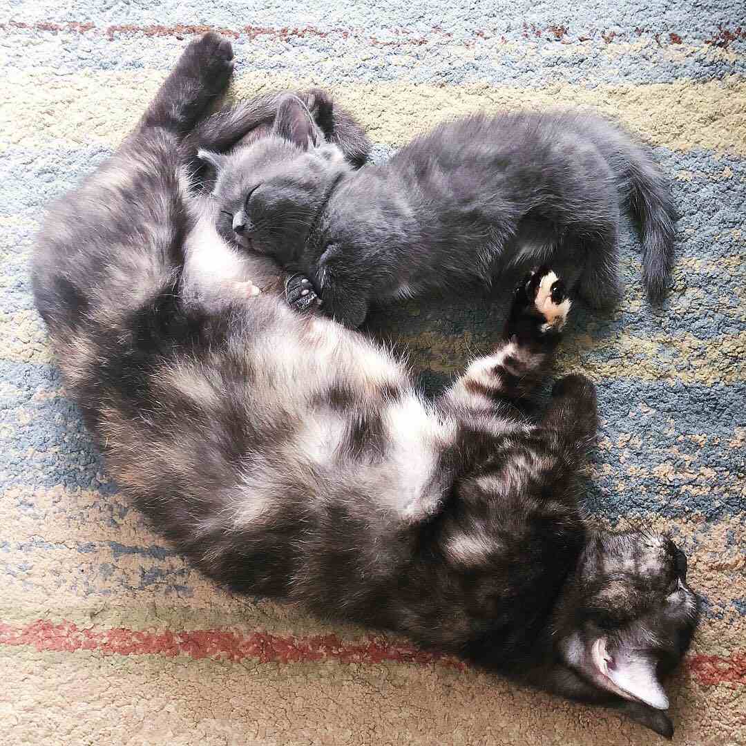 older tabby cat sleeping next to a smaller gray kitten