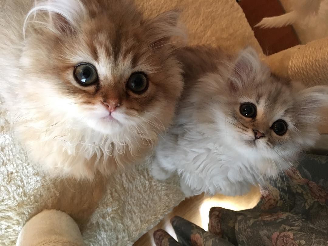 two small big-eyed, white fluffy kittens looking upward
