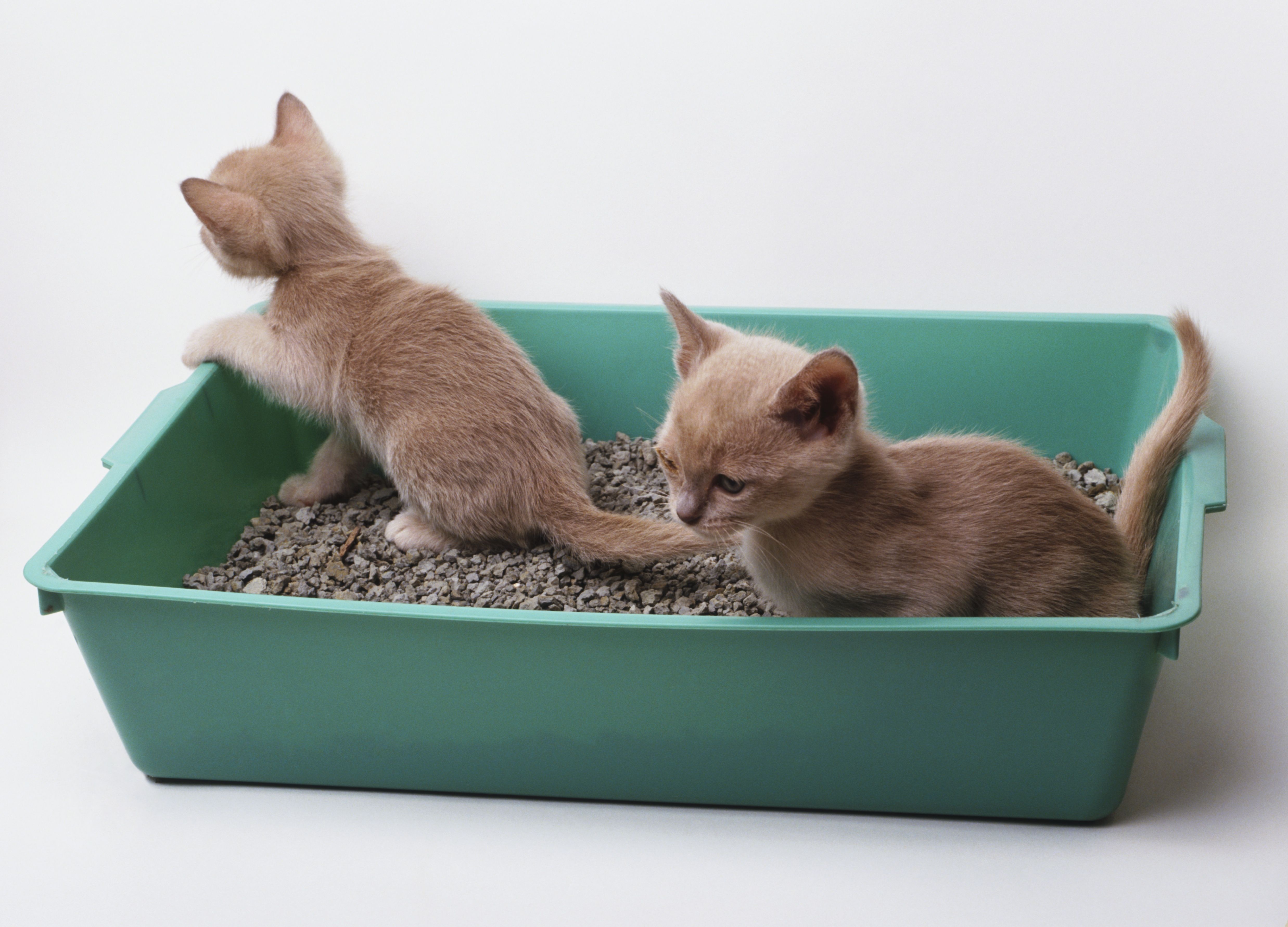 Two greyish-brown kittens (Felis silvestris catus) in green plastic litter tray, paw of one kitten resting on edge of tray.