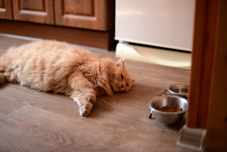 Cat laying on a kitchen floor