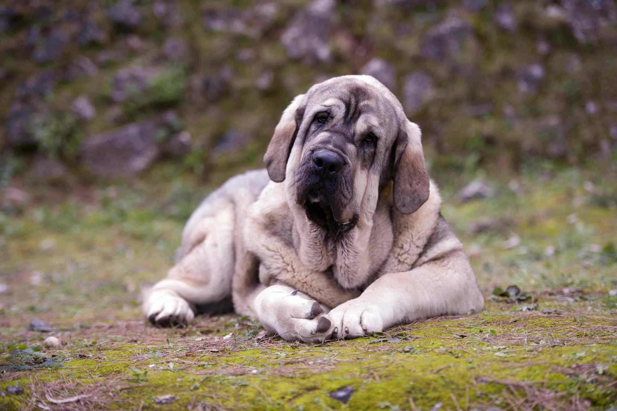 Young Spanish Mastiff lying on mossy groung